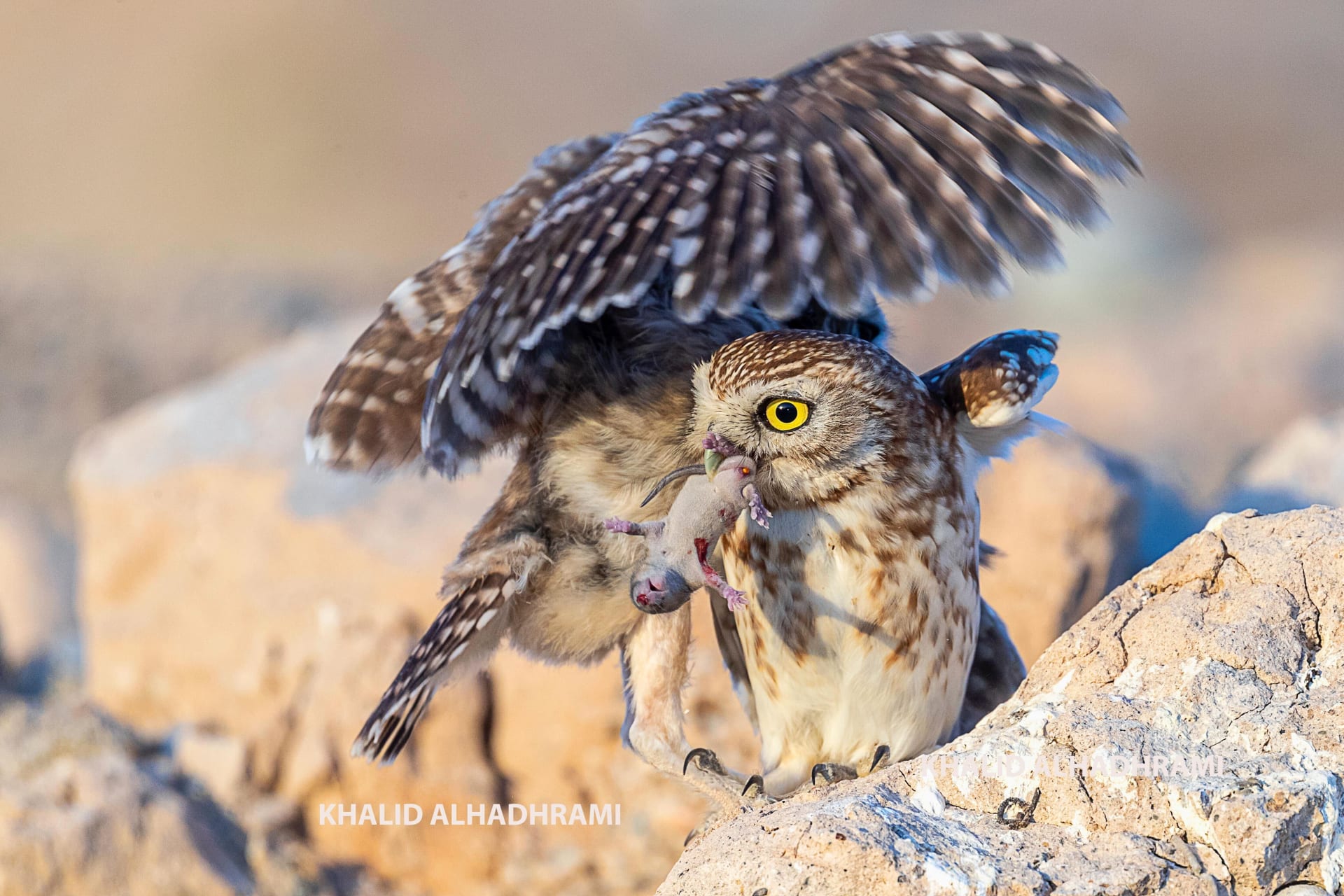  قبلة شكر .. مصور يوثق لحظة خاصة جمعت بين أنثى طائر البوم وفرخها في سلطنة عمان