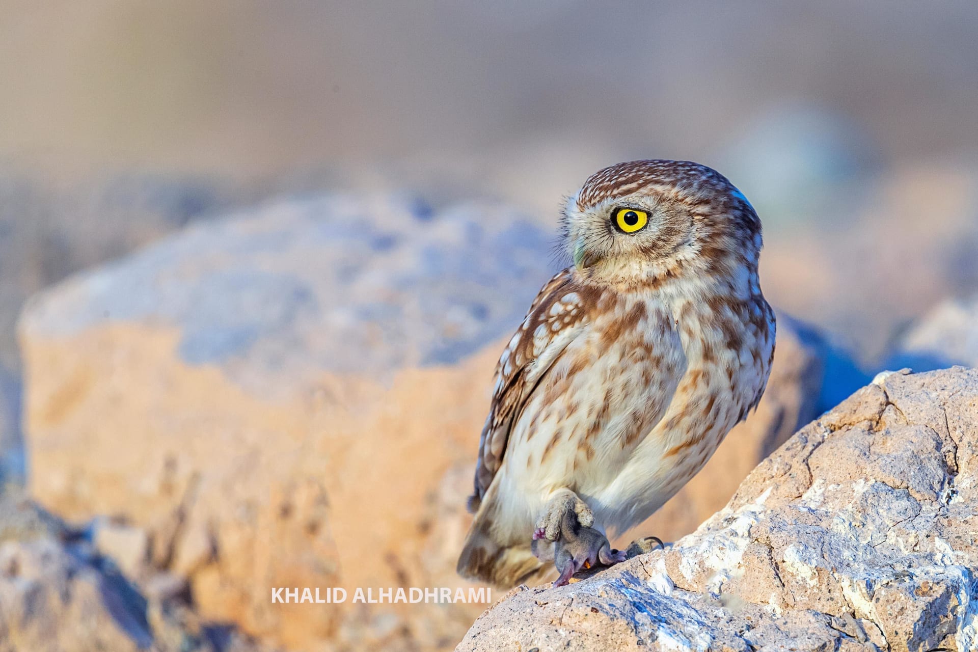  قبلة شكر .. مصور يوثق لحظة خاصة جمعت بين أنثى طائر البوم وفرخها في سلطنة عمان