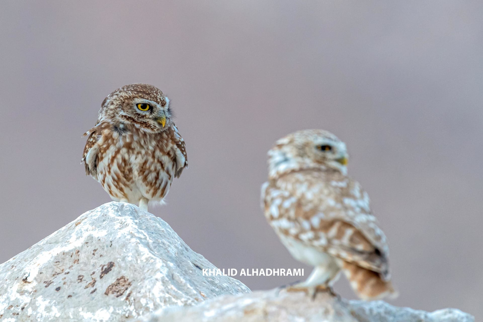  قبلة شكر .. مصور يوثق لحظة خاصة جمعت بين أنثى طائر البوم وفرخها في سلطنة عمان