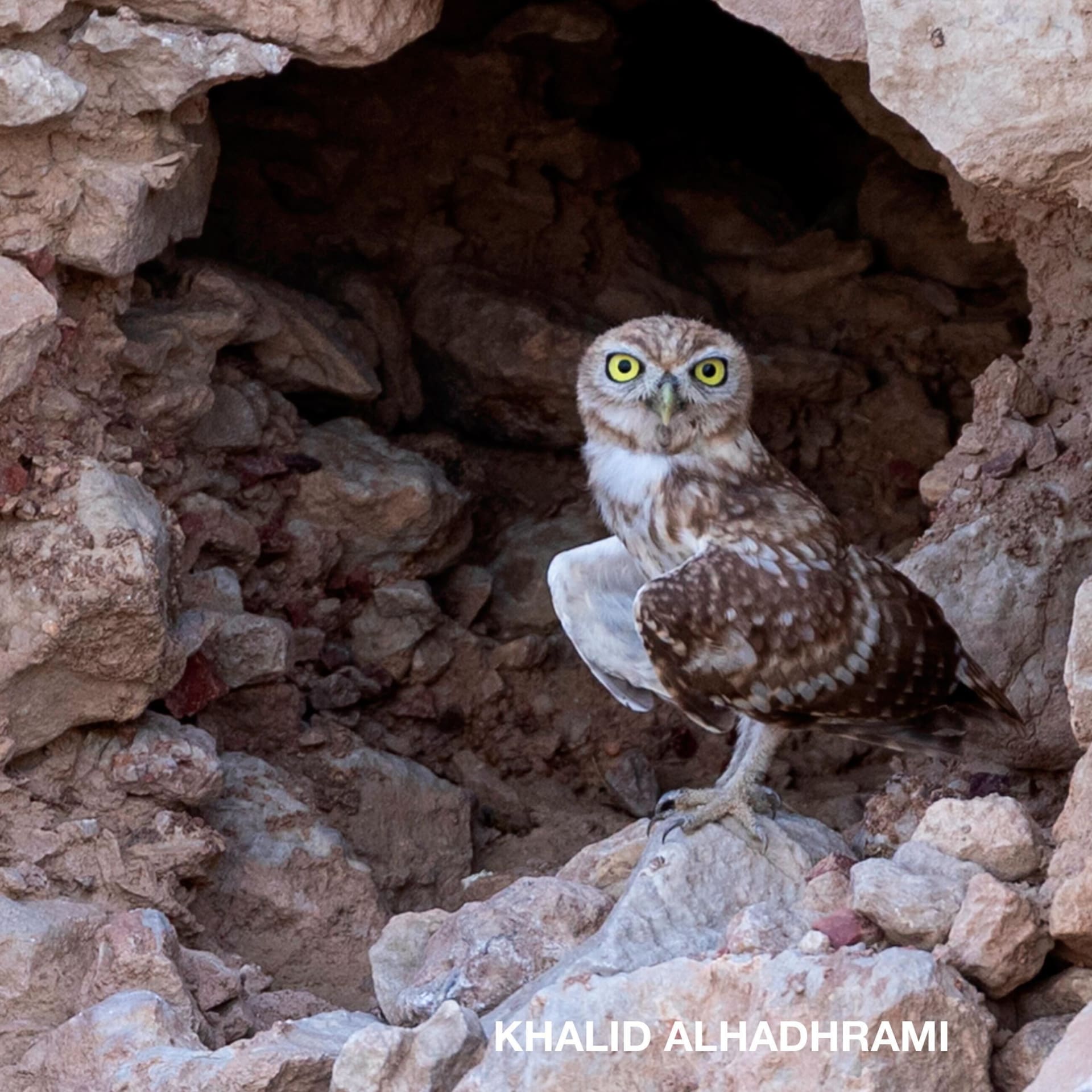  قبلة شكر .. مصور يوثق لحظة خاصة جمعت بين أنثى طائر البوم وفرخها في سلطنة عمان