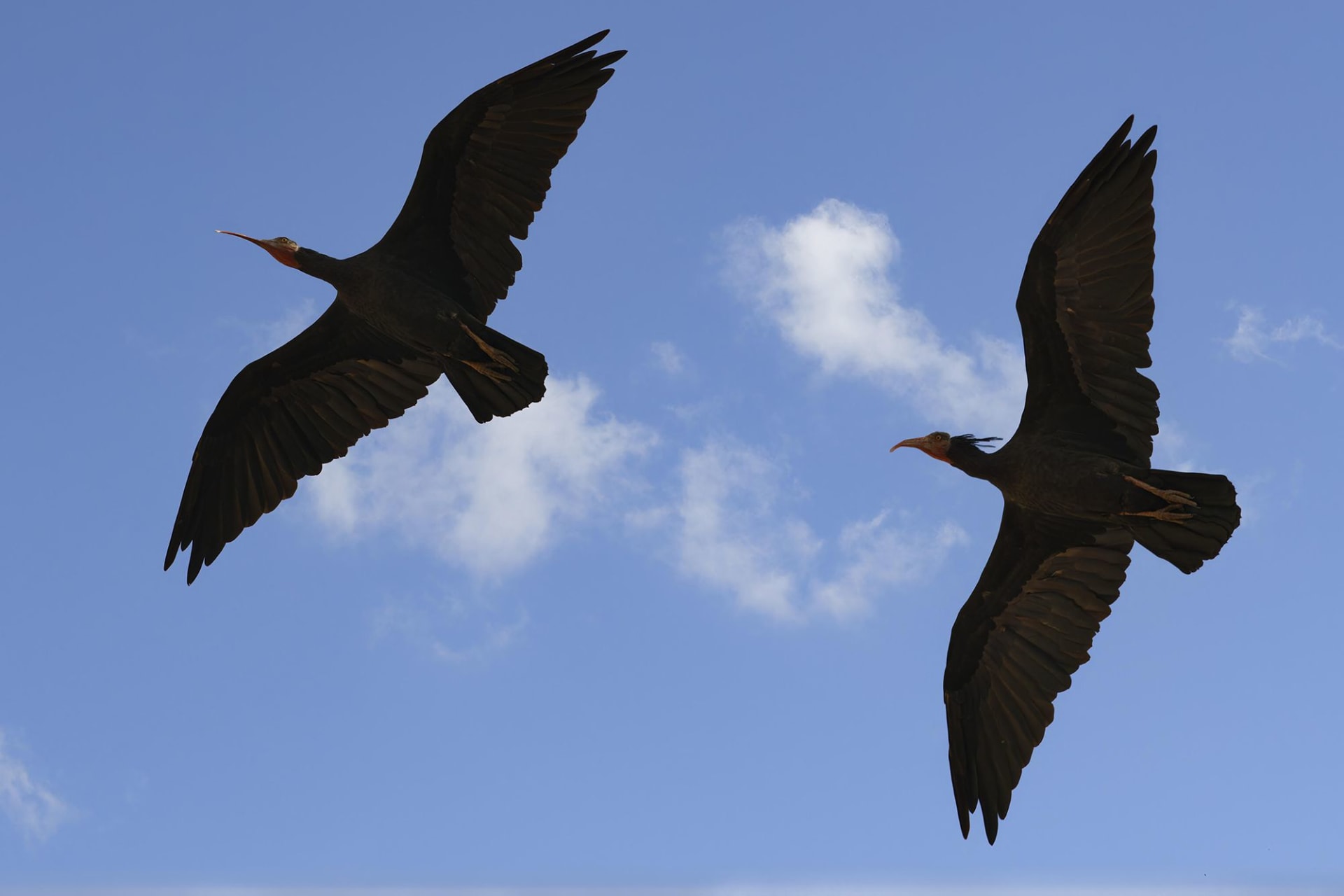 أبو منجل الأصلع الشمالي.. كيف عادت هذه الطيور من حافة الانقراض؟