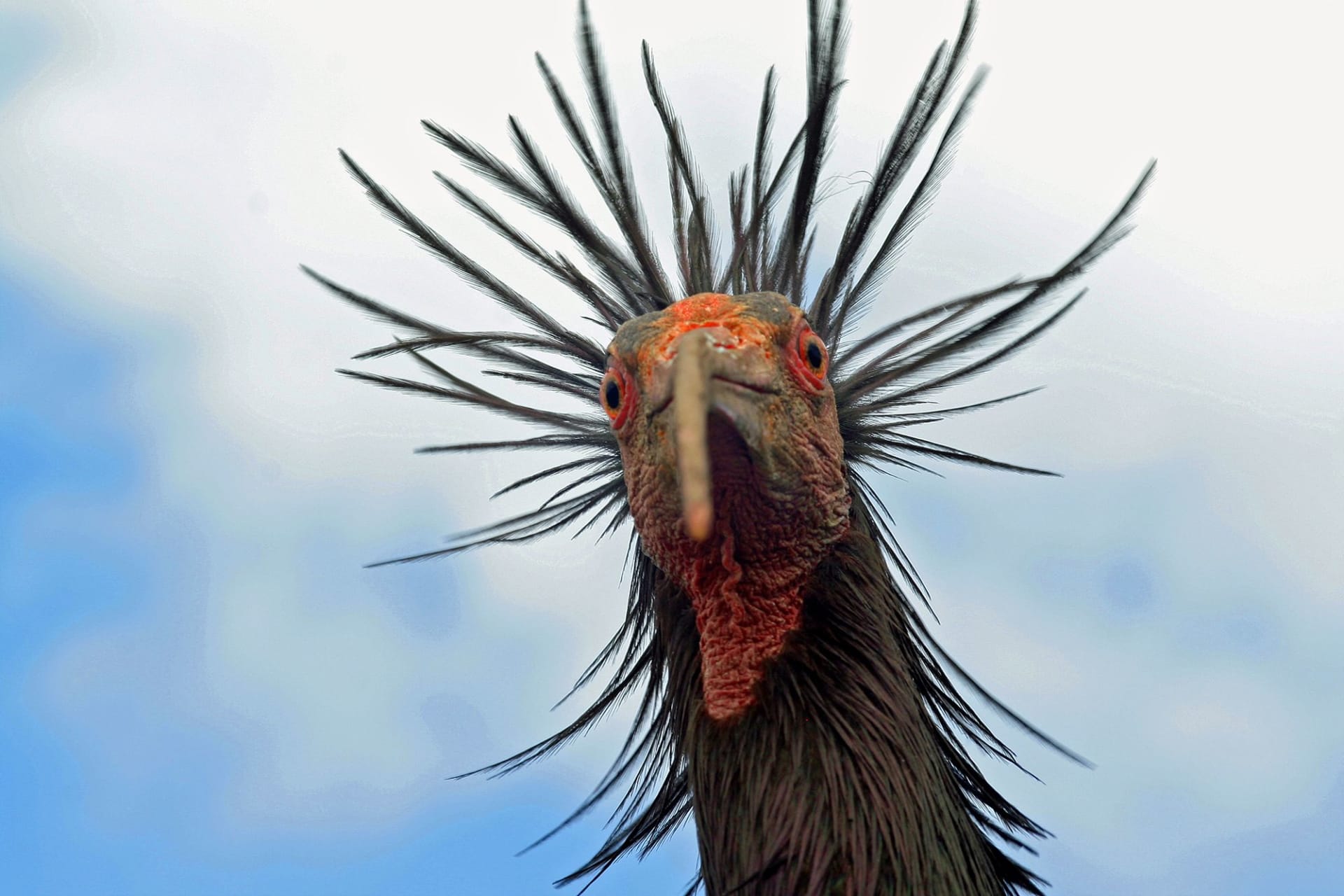 أبو منجل الأصلع الشمالي.. كيف عادت هذه الطيور من حافة الانقراض؟