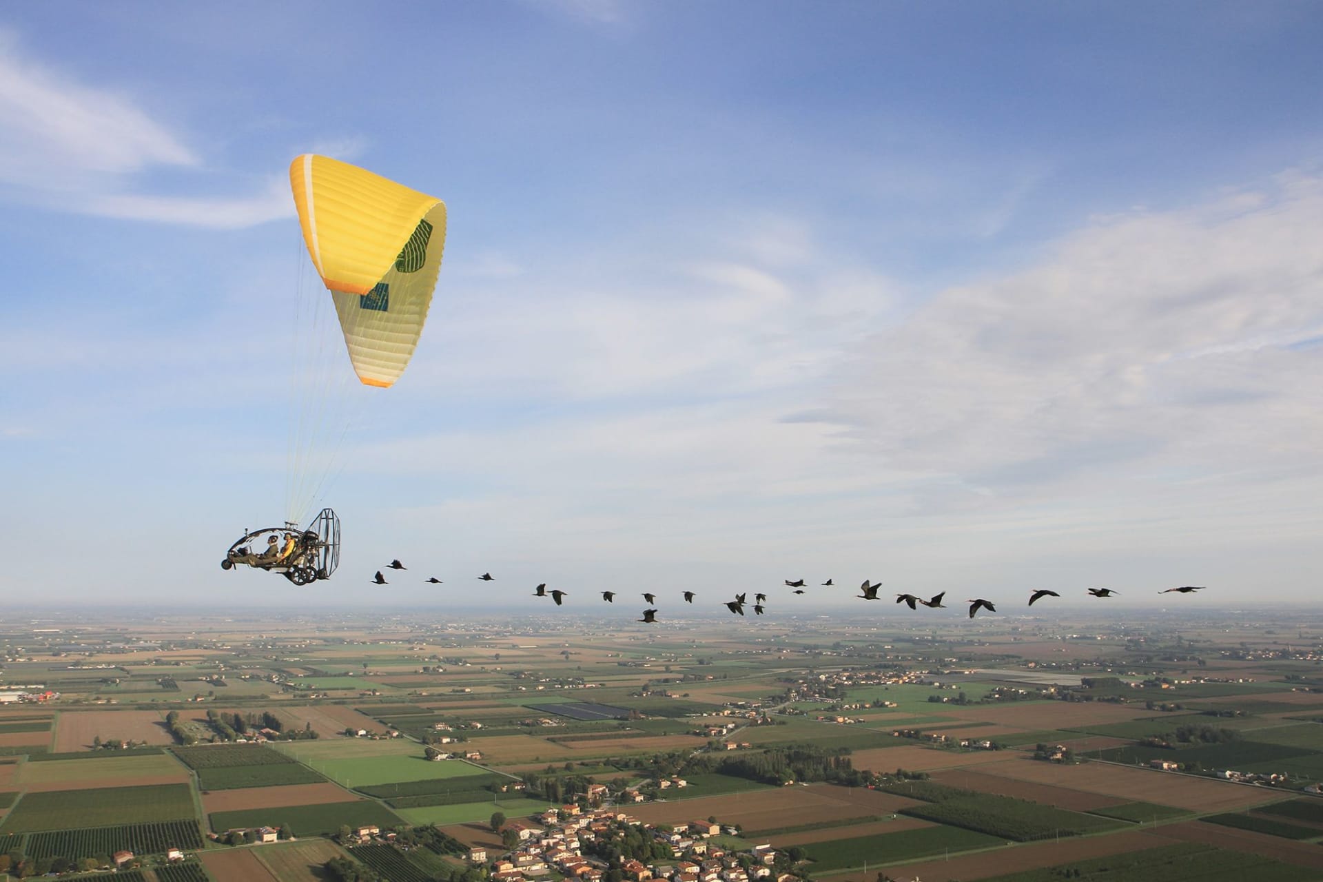 أبو منجل الأصلع الشمالي.. كيف عادت هذه الطيور من حافة الانقراض؟