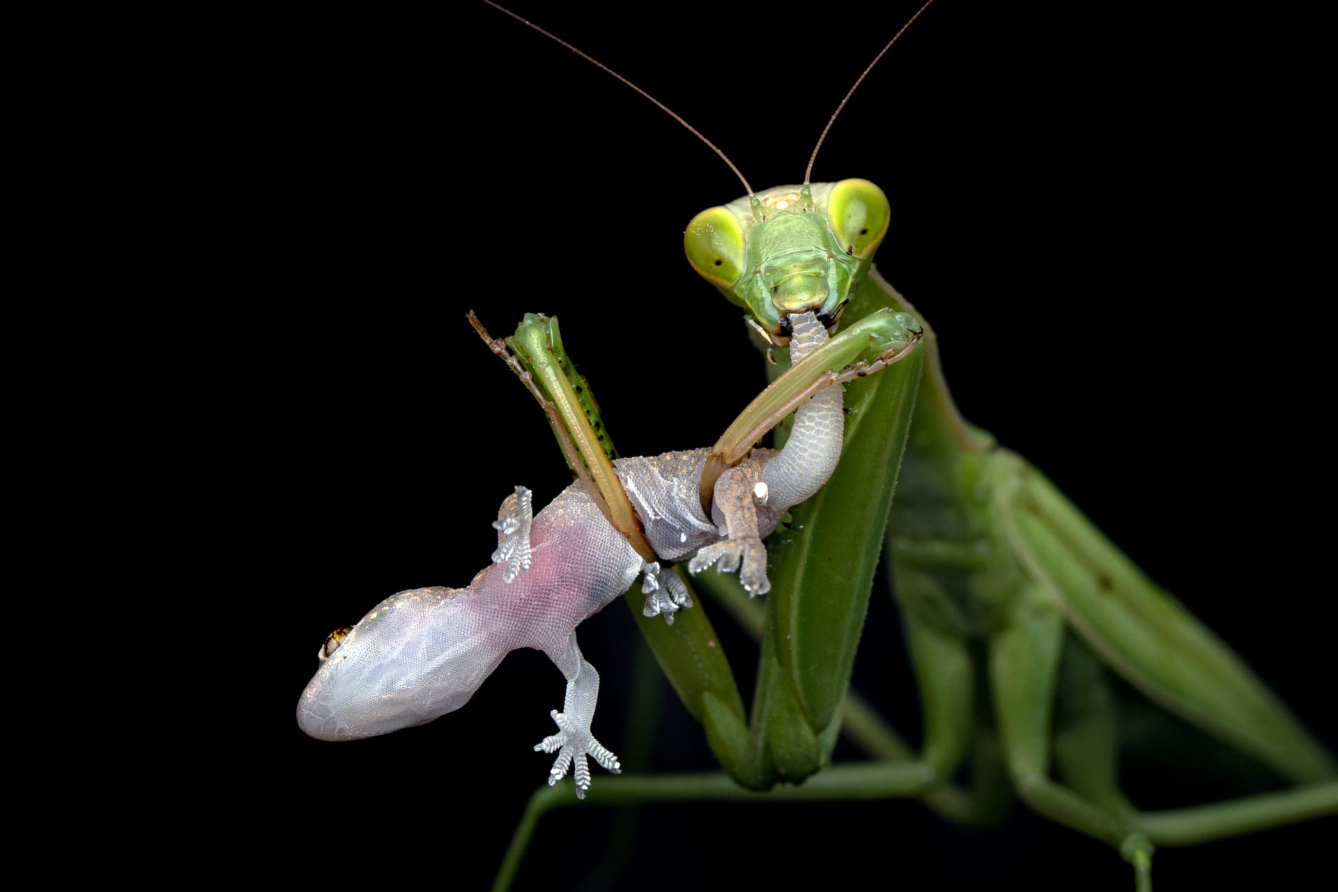 عمانية ترصد حشرة سرعوف تفترس سحلية في مشهد نادر 