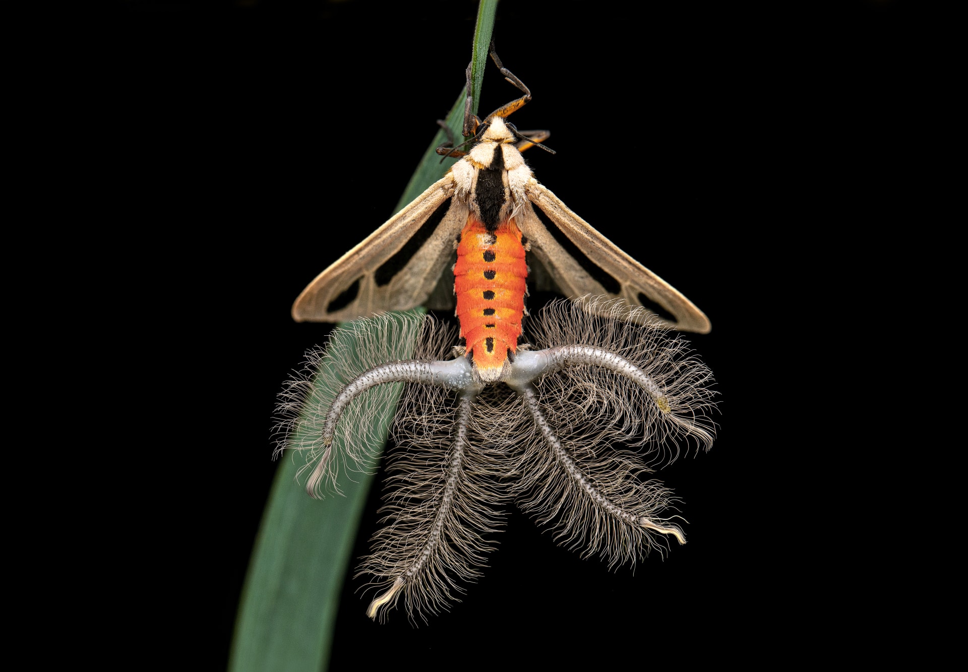 عمانية ترصد حشرة سرعوف تفترس سحلية في مشهد نادر 