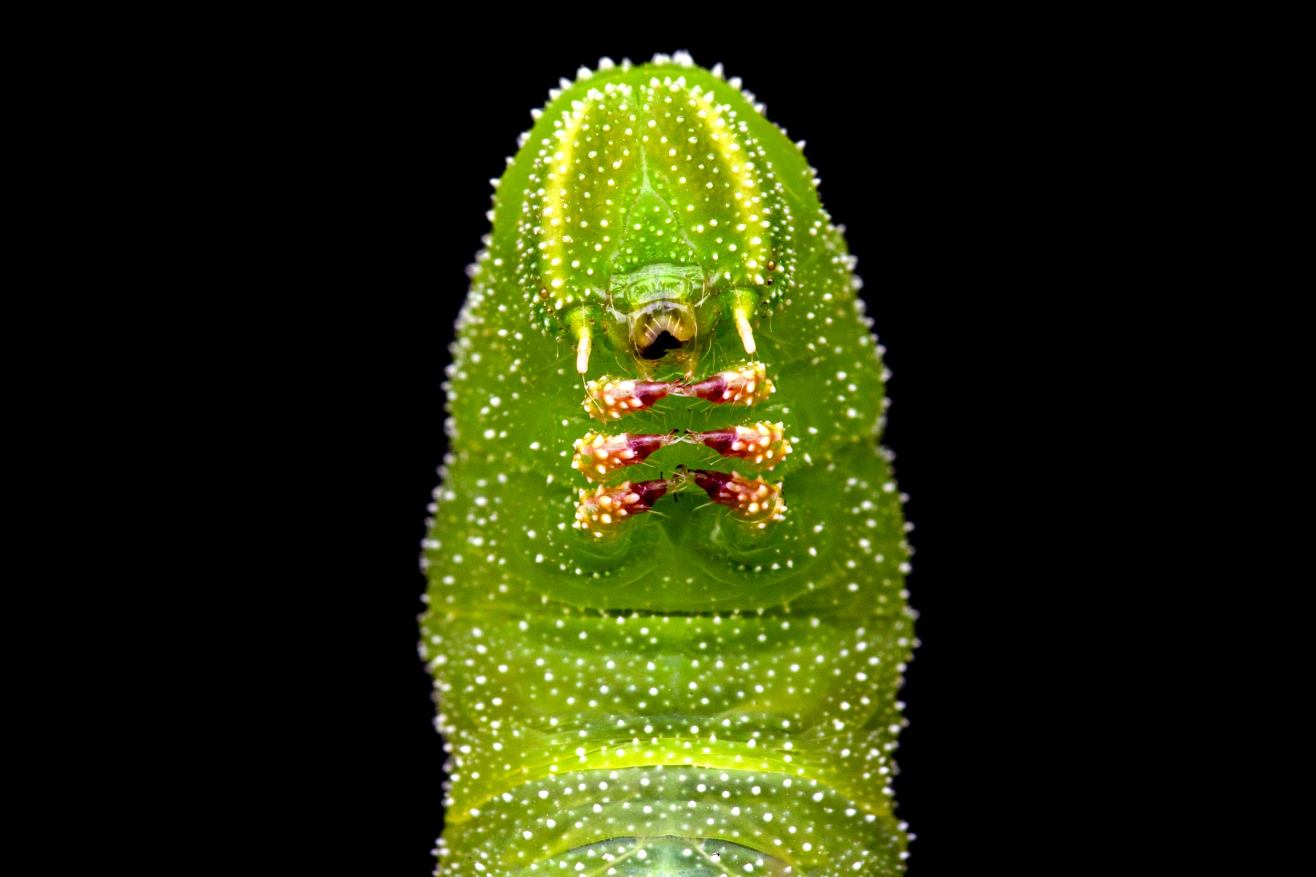 عمانية ترصد حشرة سرعوف تفترس سحلية في مشهد نادر 