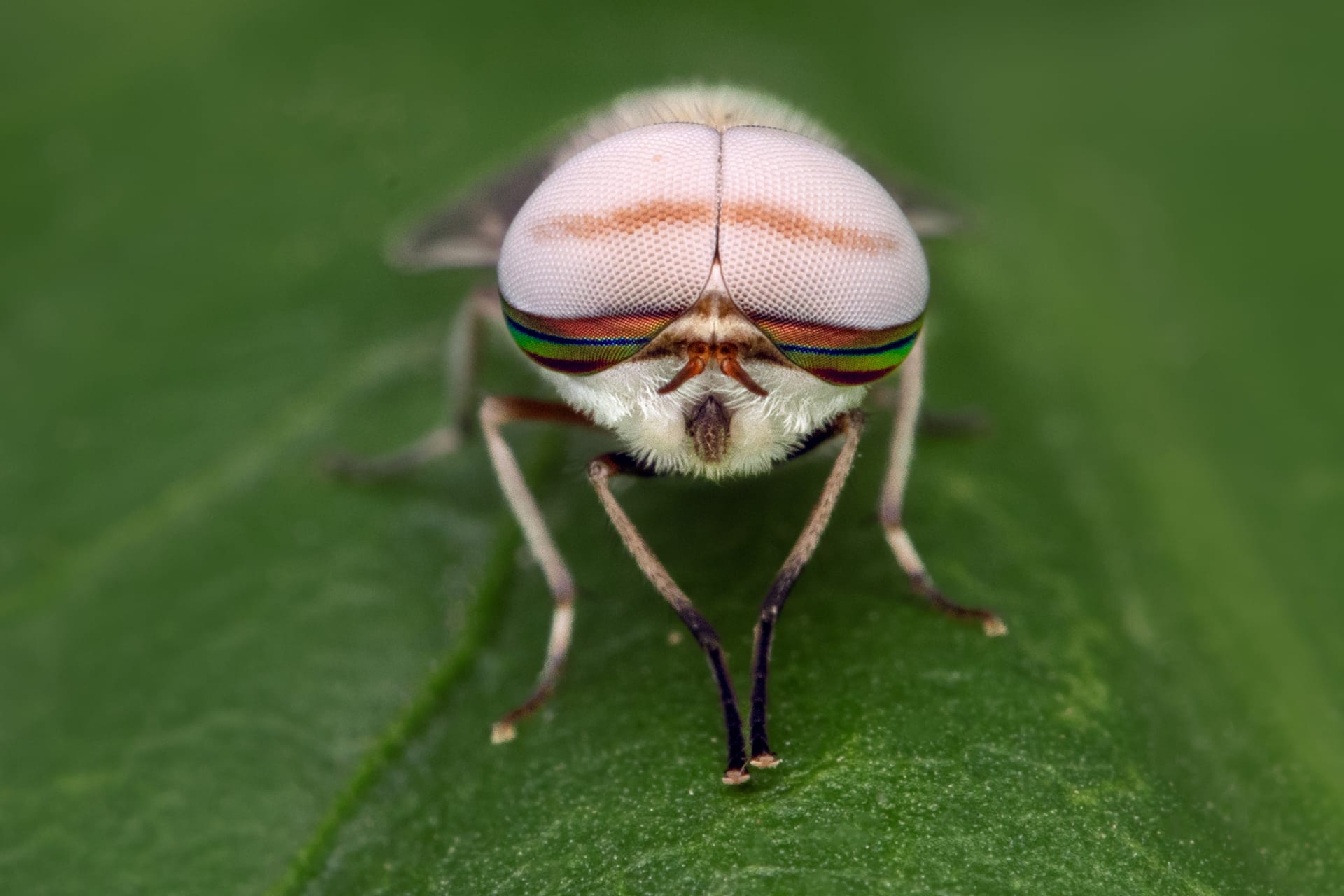 عمانية ترصد حشرة سرعوف تفترس سحلية في مشهد نادر 