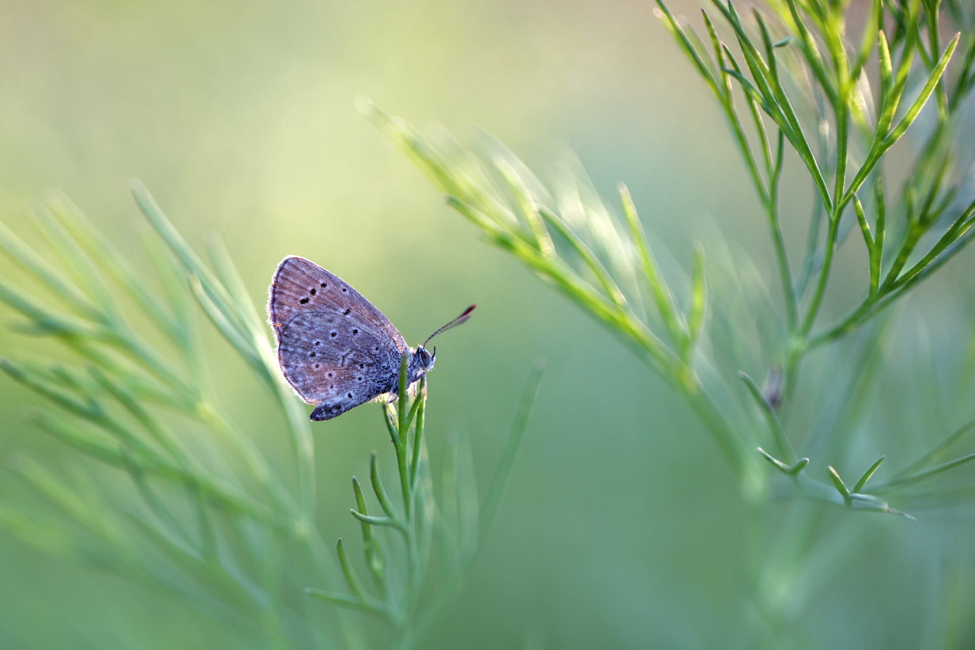 عمانية ترصد حشرة سرعوف تفترس سحلية في مشهد نادر 