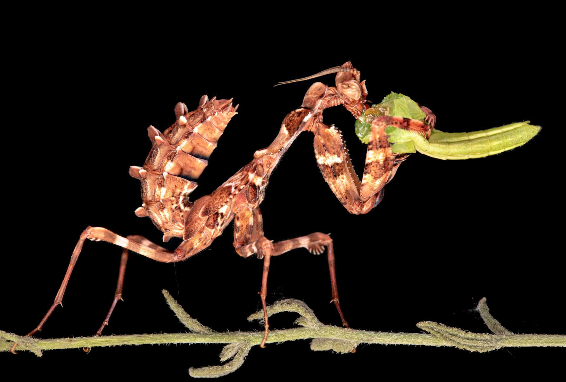 عمانية ترصد حشرة سرعوف تفترس سحلية في مشهد نادر 