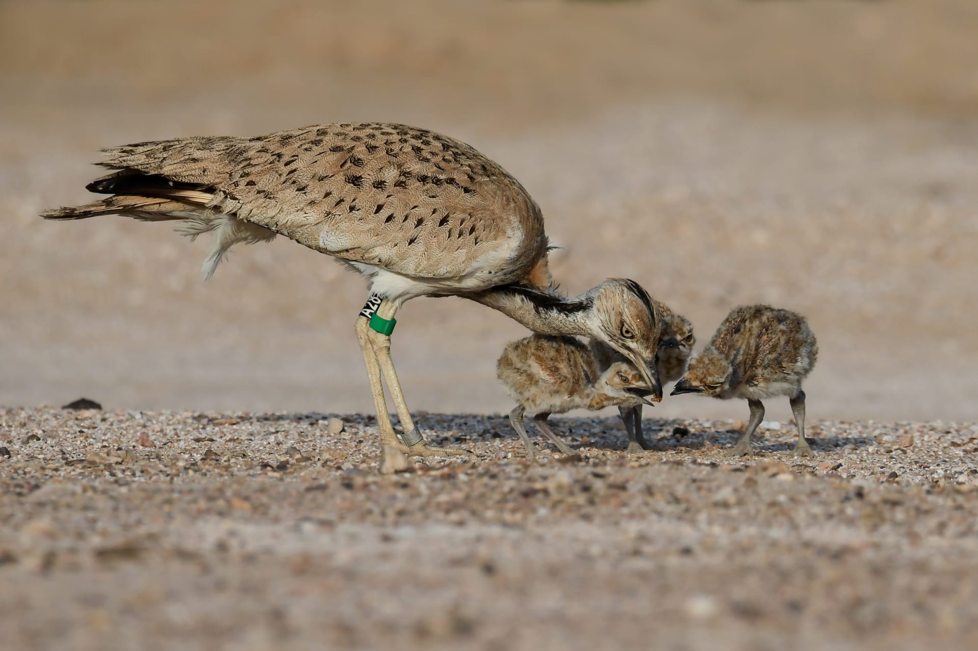 إماراتية تتحدى الإعاقة لرصد لحظات ساحرة للطيور في بلادها