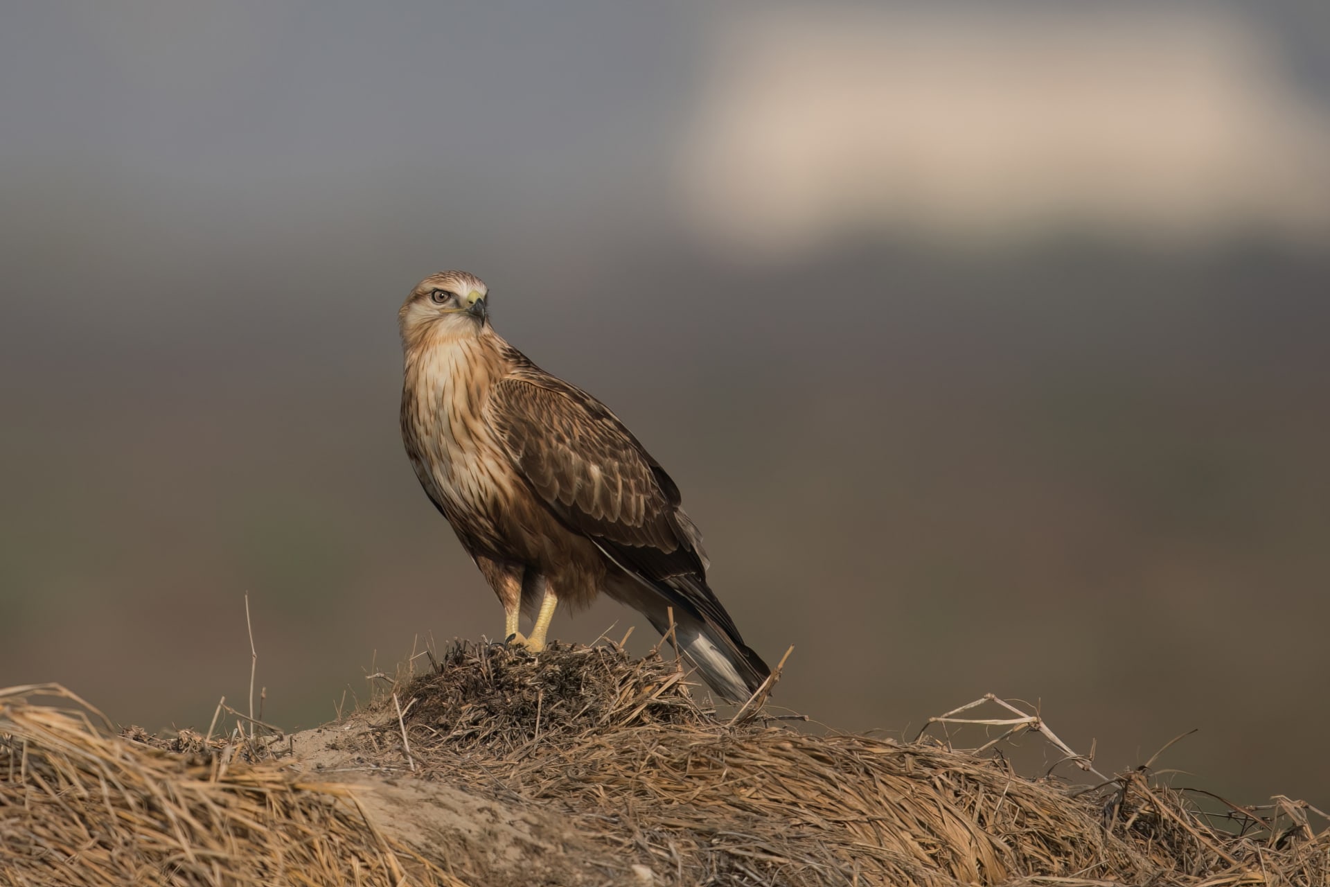 إماراتية تتحدى الإعاقة لرصد لحظات ساحرة للطيور في بلادها