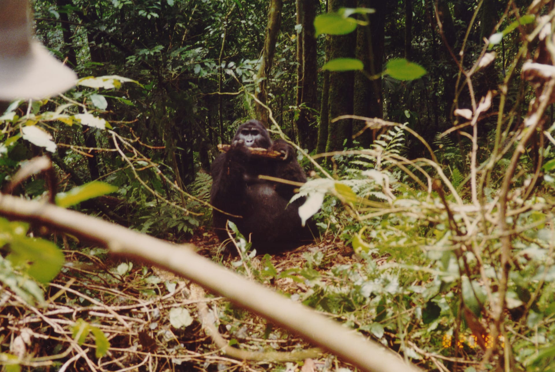 تعرف على الناشطة البيئية التي تنقذ الغوريلا في غابة أوغندا المنيعة
