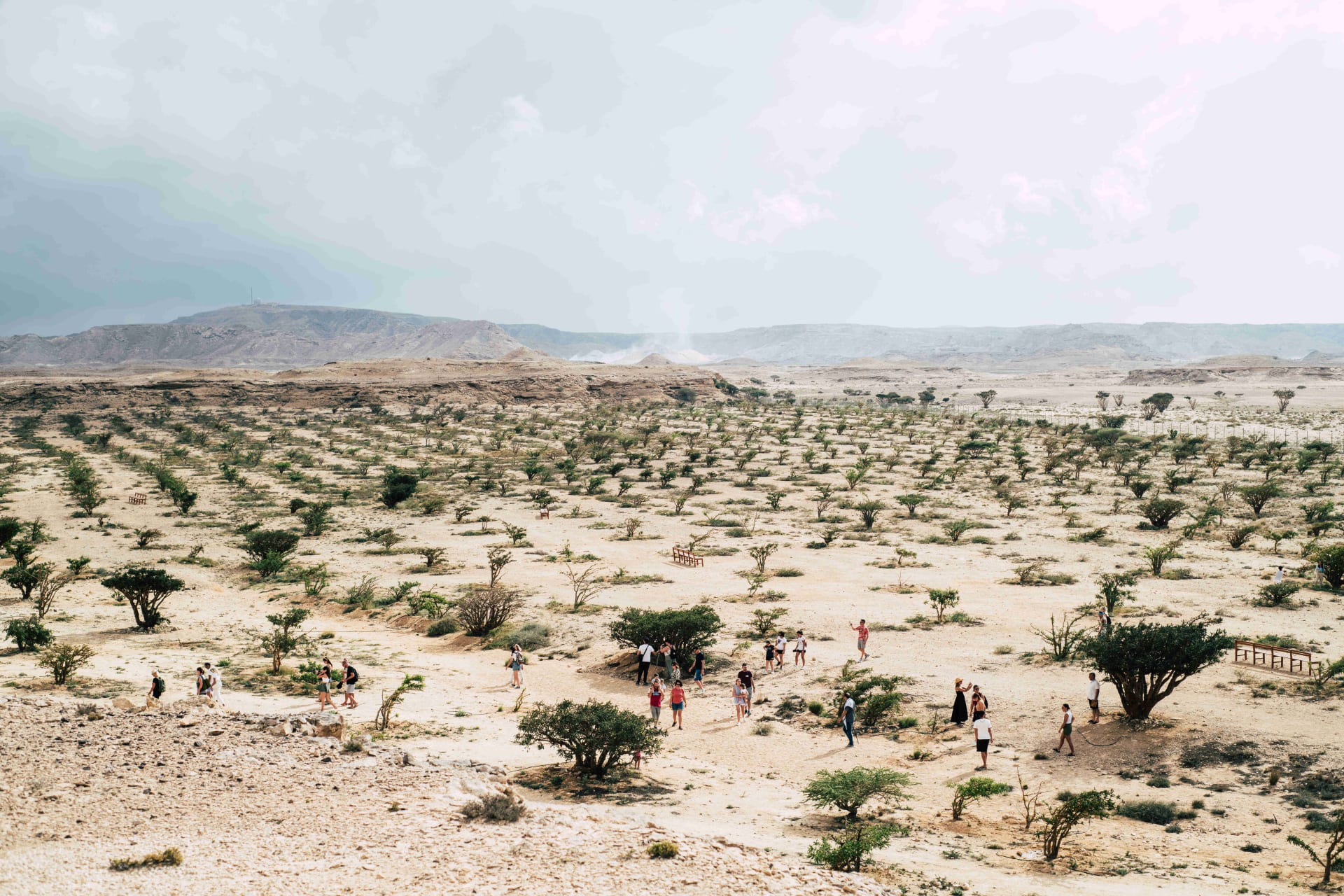 شجرة تذرف الدموع في سلطنة عمان..هكذا تستخرج رائحة الملوك 