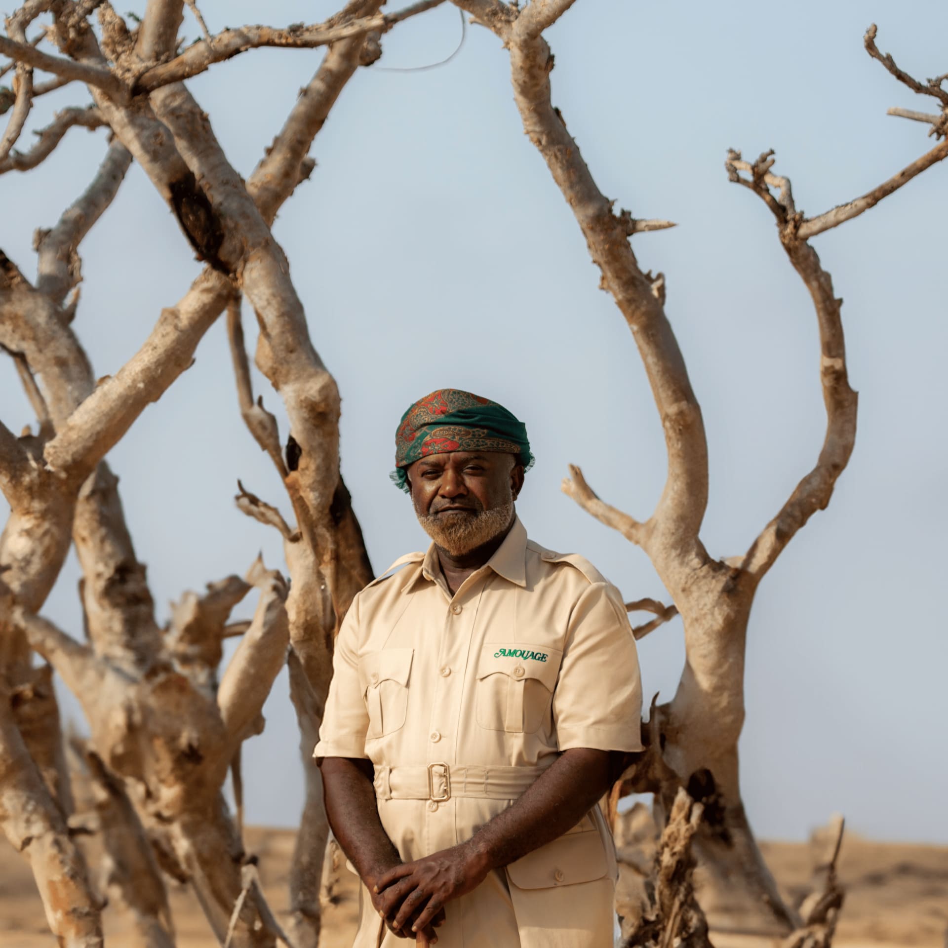 شجرة تذرف الدموع في سلطنة عمان..هكذا تستخرج رائحة الملوك 