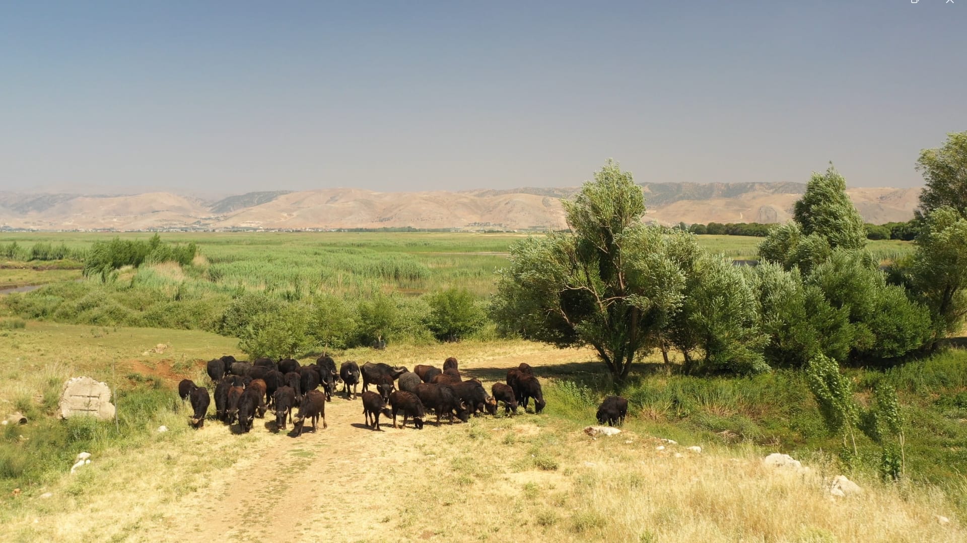 جواميس الماء في لبنان..هكذا ترحب كائنات عملاقة بالزوار في محمية عميق