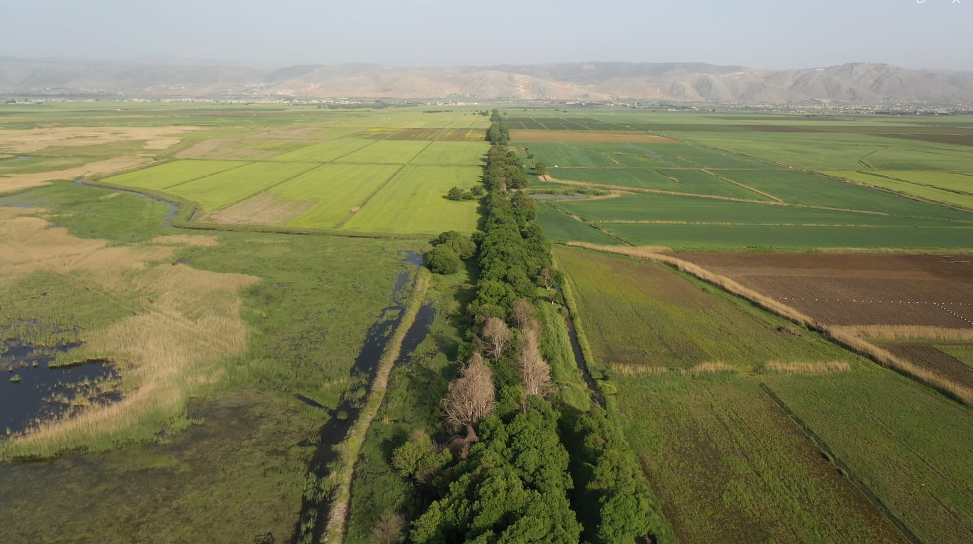 جواميس الماء في لبنان..هكذا ترحب كائنات عملاقة بالزوار في محمية عميق