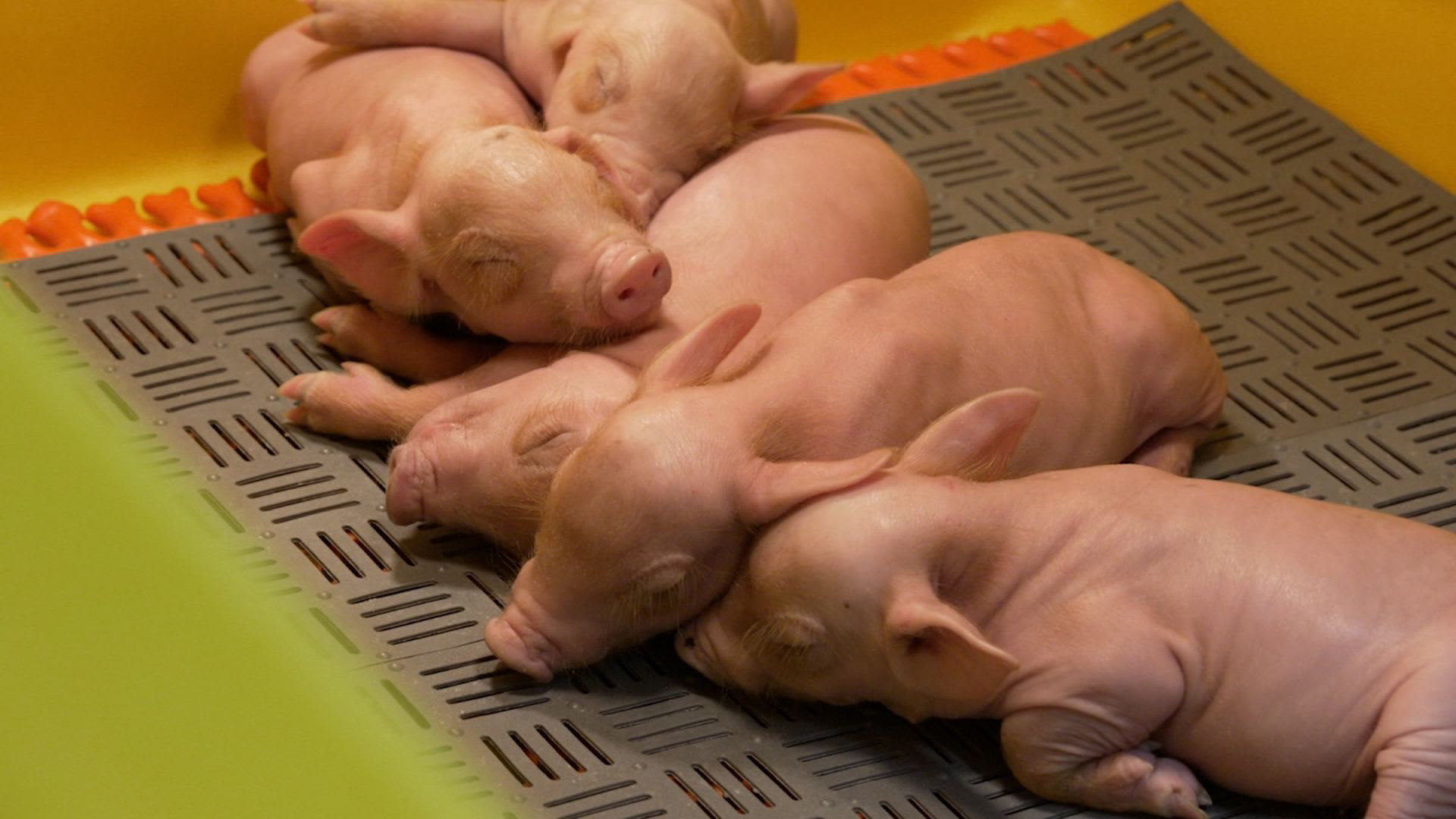 زراعة الأعضاء