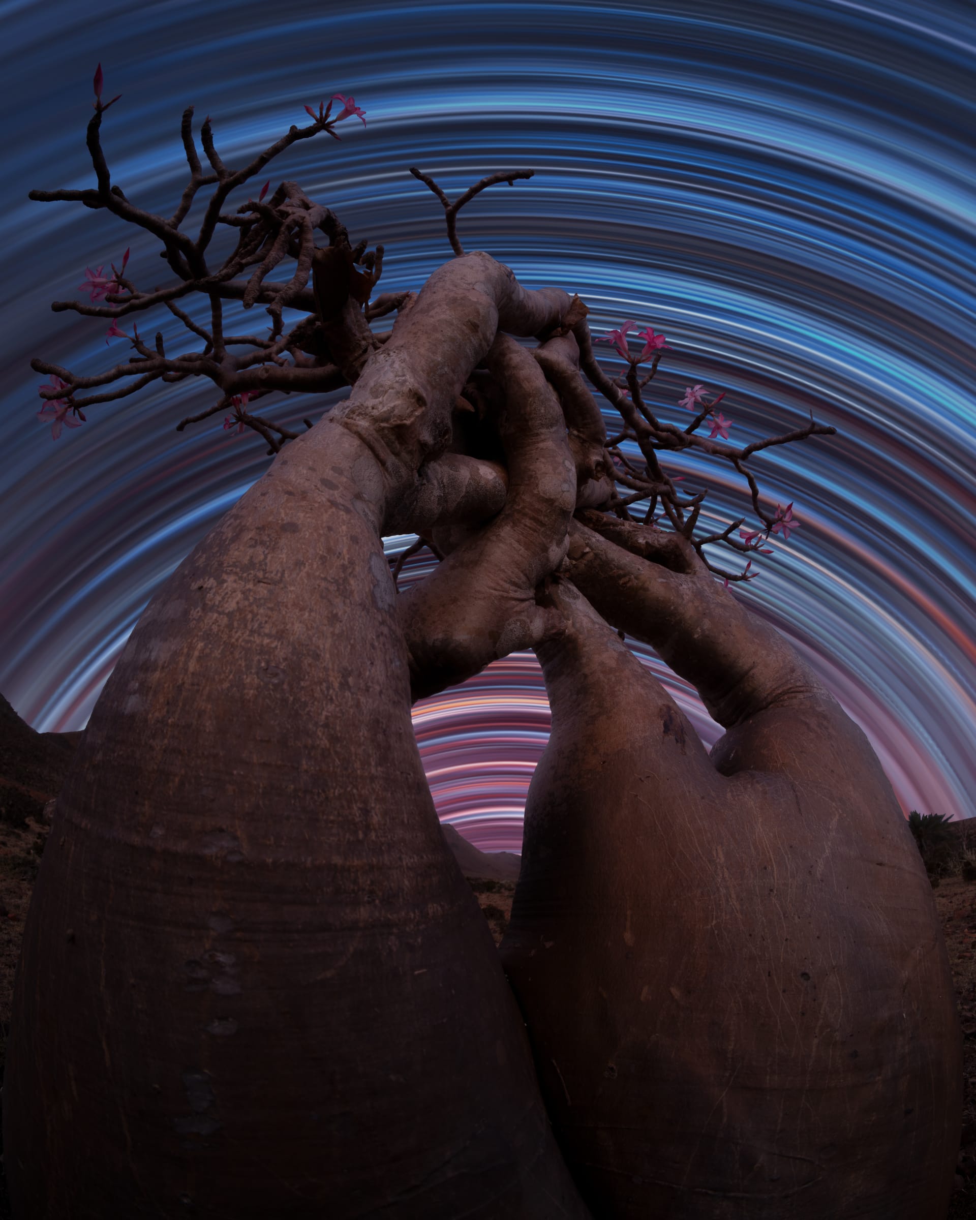  الجزيرة المباركة باليمن..مصور يرصد مشاهد ساحرة لسماء الليل بسقطرى