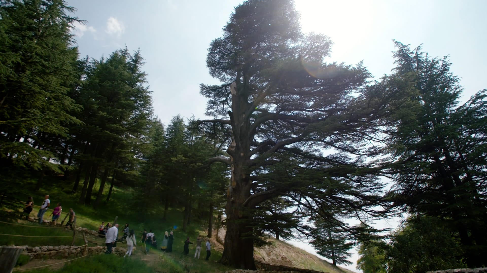 أشجار الأرز التي تتحدى الزمن.. كيف يحمي لبنان كنوزه الخضراء؟