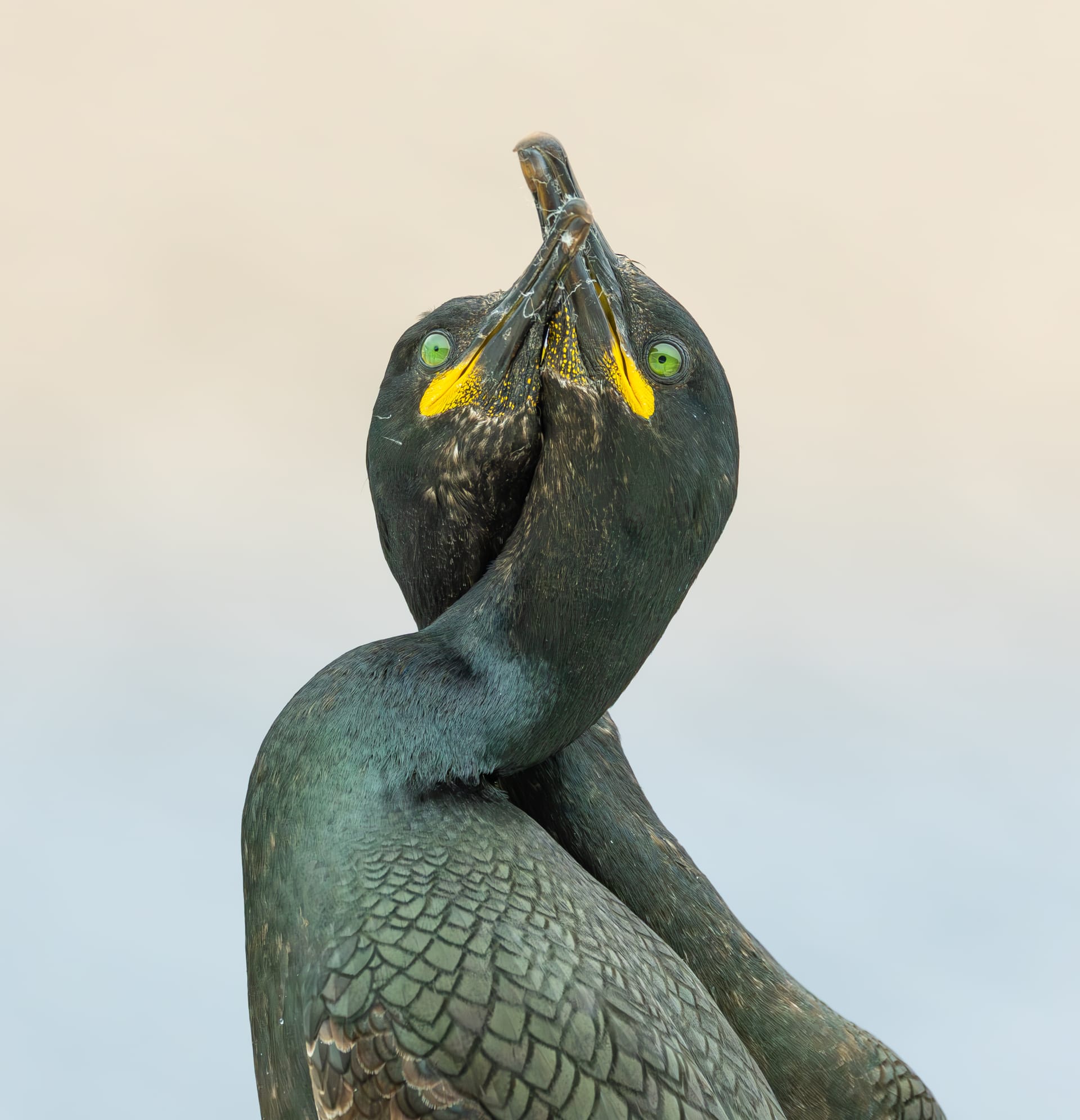 مصور يوثّق لحظة مضحكة وسط زحام الطيور في النرويج