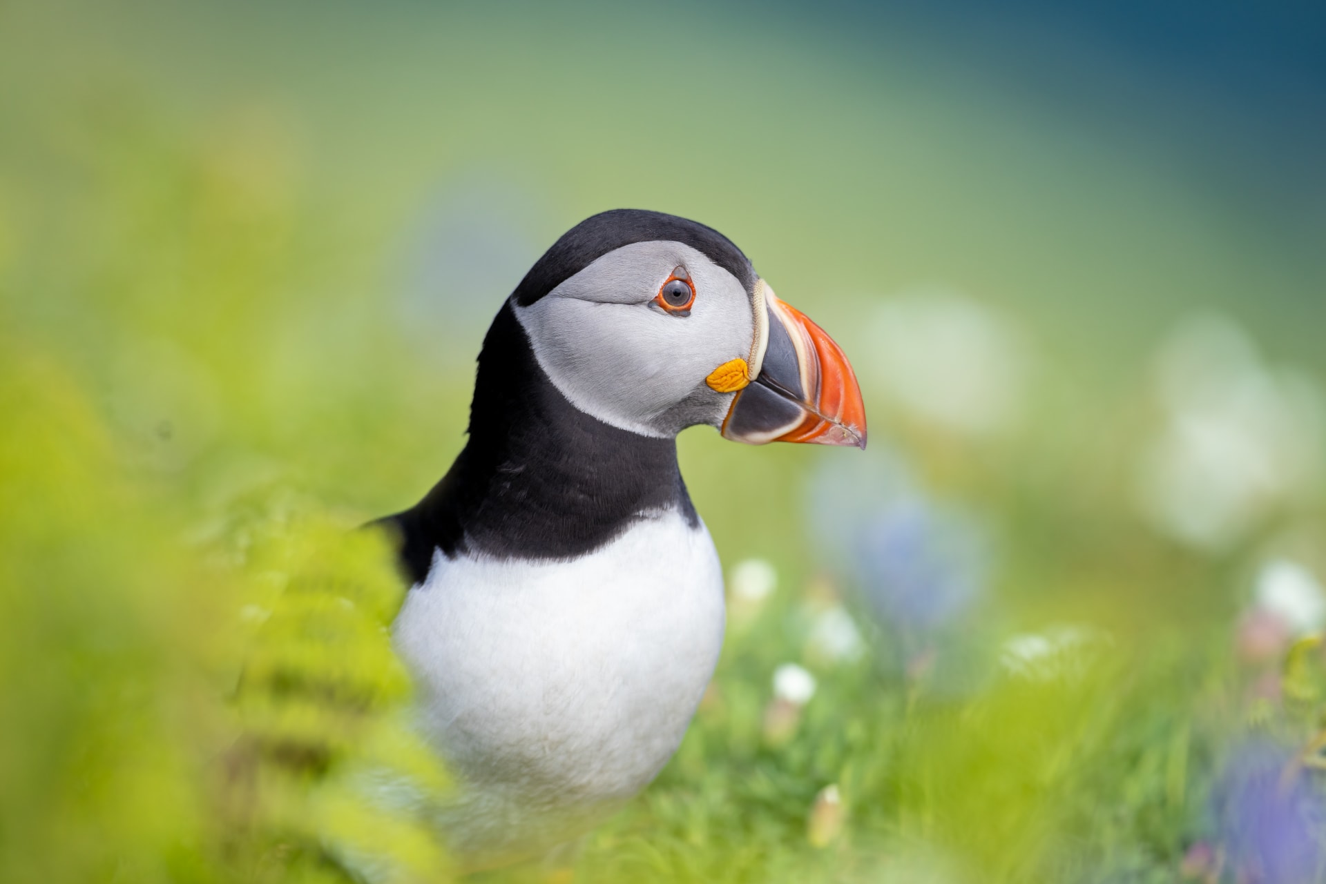 مصور يوثّق لحظة مضحكة وسط زحام الطيور في النرويج