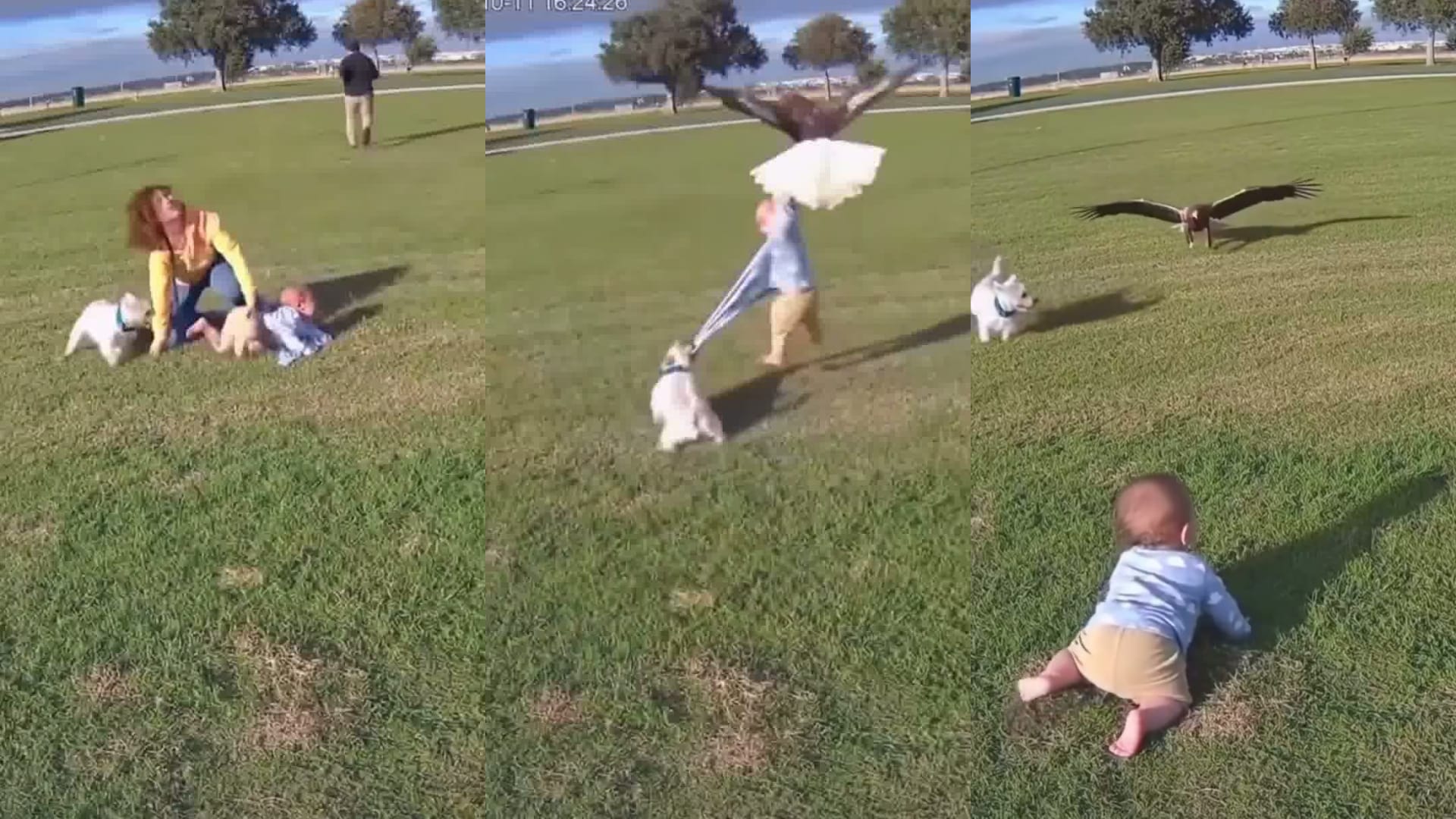 "نسر يحاول اقتناص طفل وكلب ينقذه".. ما صحة الفيديو؟