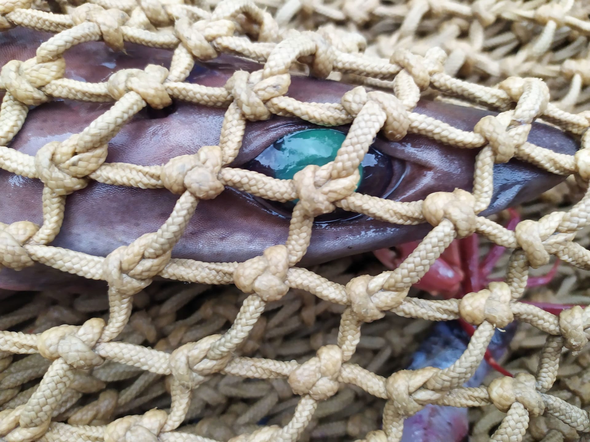 أسماك القرش الجولبر