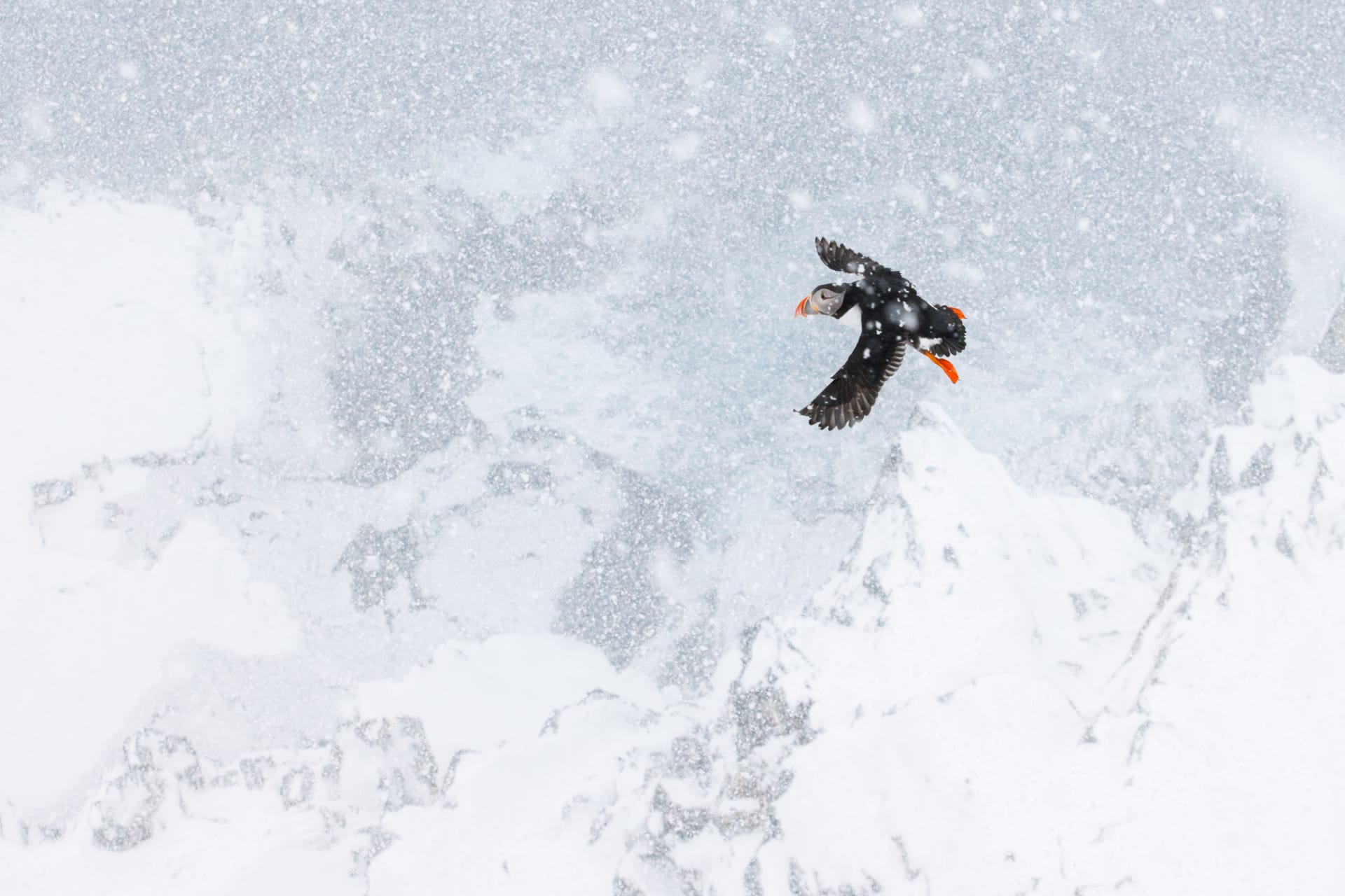 هذه الحيوانات تعيش على حافة الممكن ومصور يوثق الأجواء القارسة التي لا يمكن للإنسان تحملها