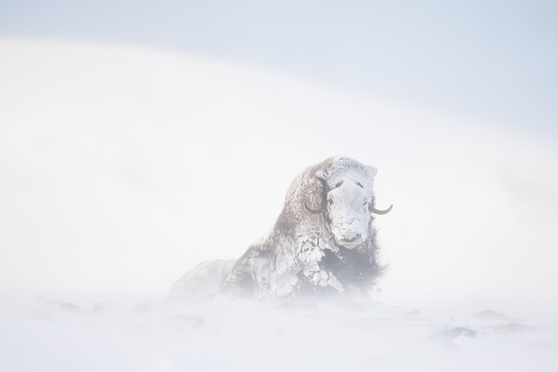 هذه الحيوانات تعيش على حافة الممكن ومصور يوثق الأجواء القارسة التي لا يمكن للإنسان تحملها