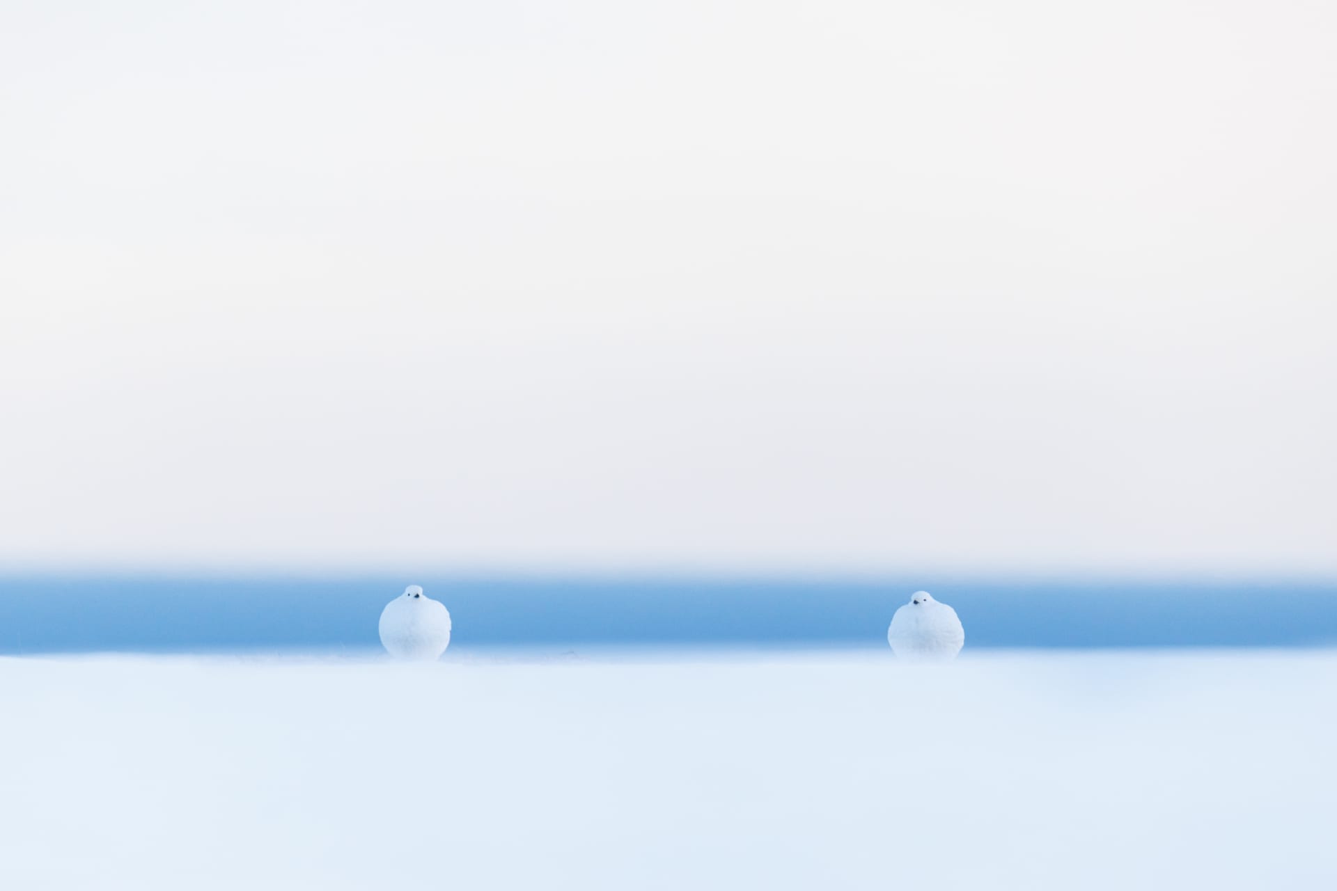 هذه الحيوانات تعيش على حافة الممكن ومصور يوثق الأجواء القارسة التي لا يمكن للإنسان تحملها