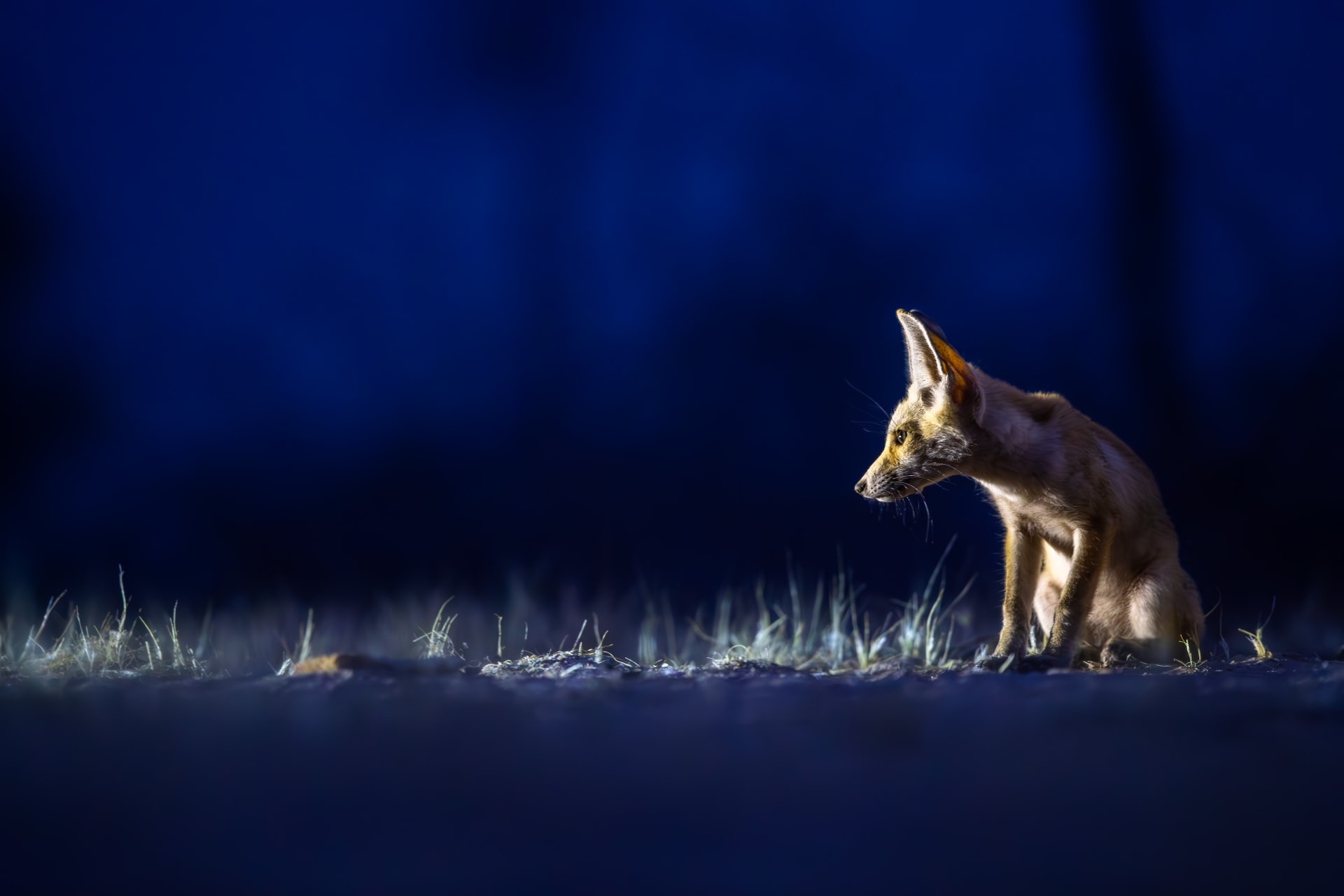 ثعالب تتجول في قلب الكويت..ومصور يوثق كيفية تعايشها مع البشر