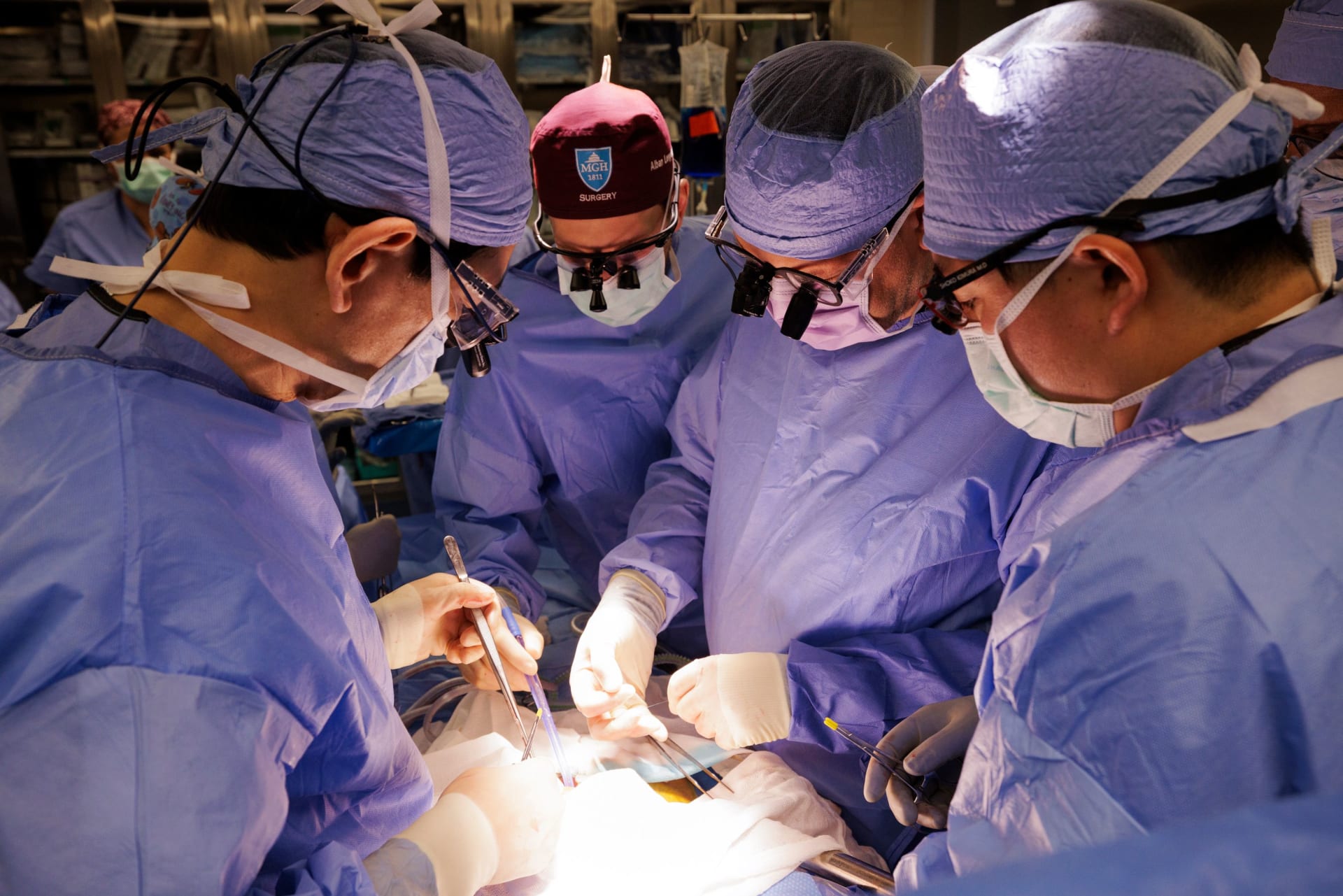 زراعة كلية خنزير