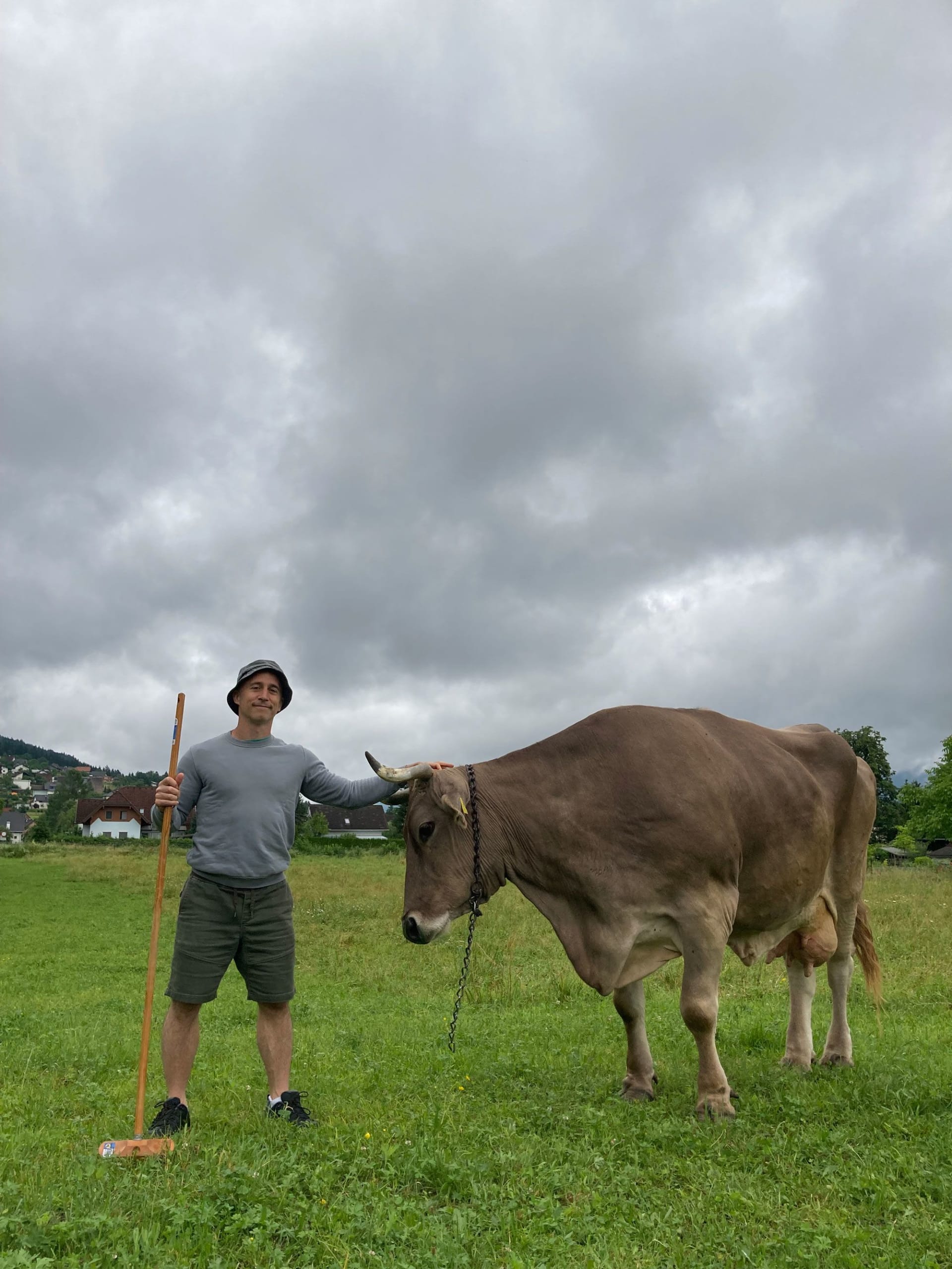 بقرة تحك ظهرها بعصا