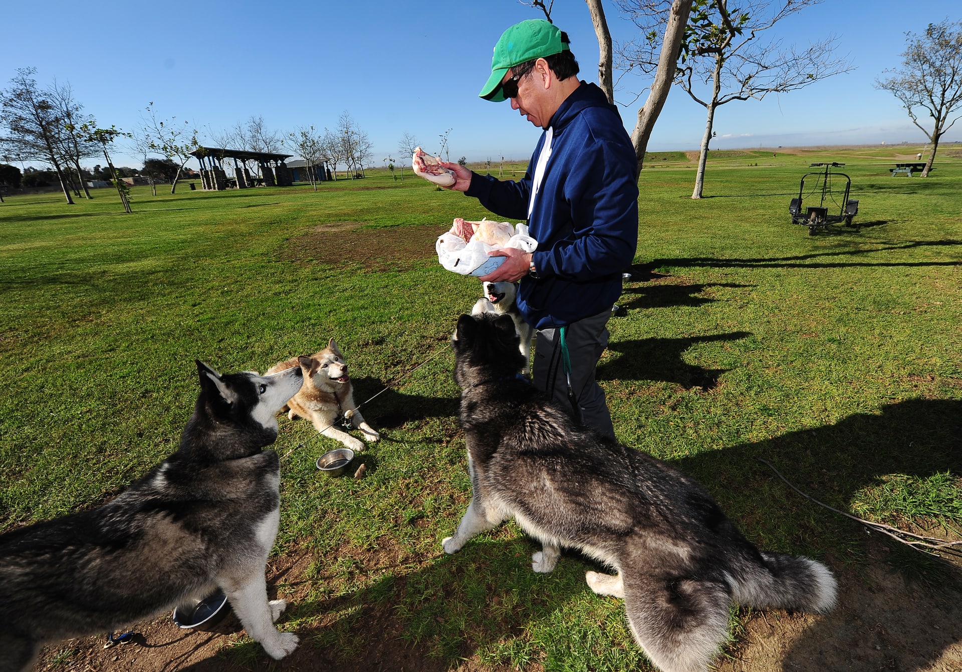 طعام الكلاب