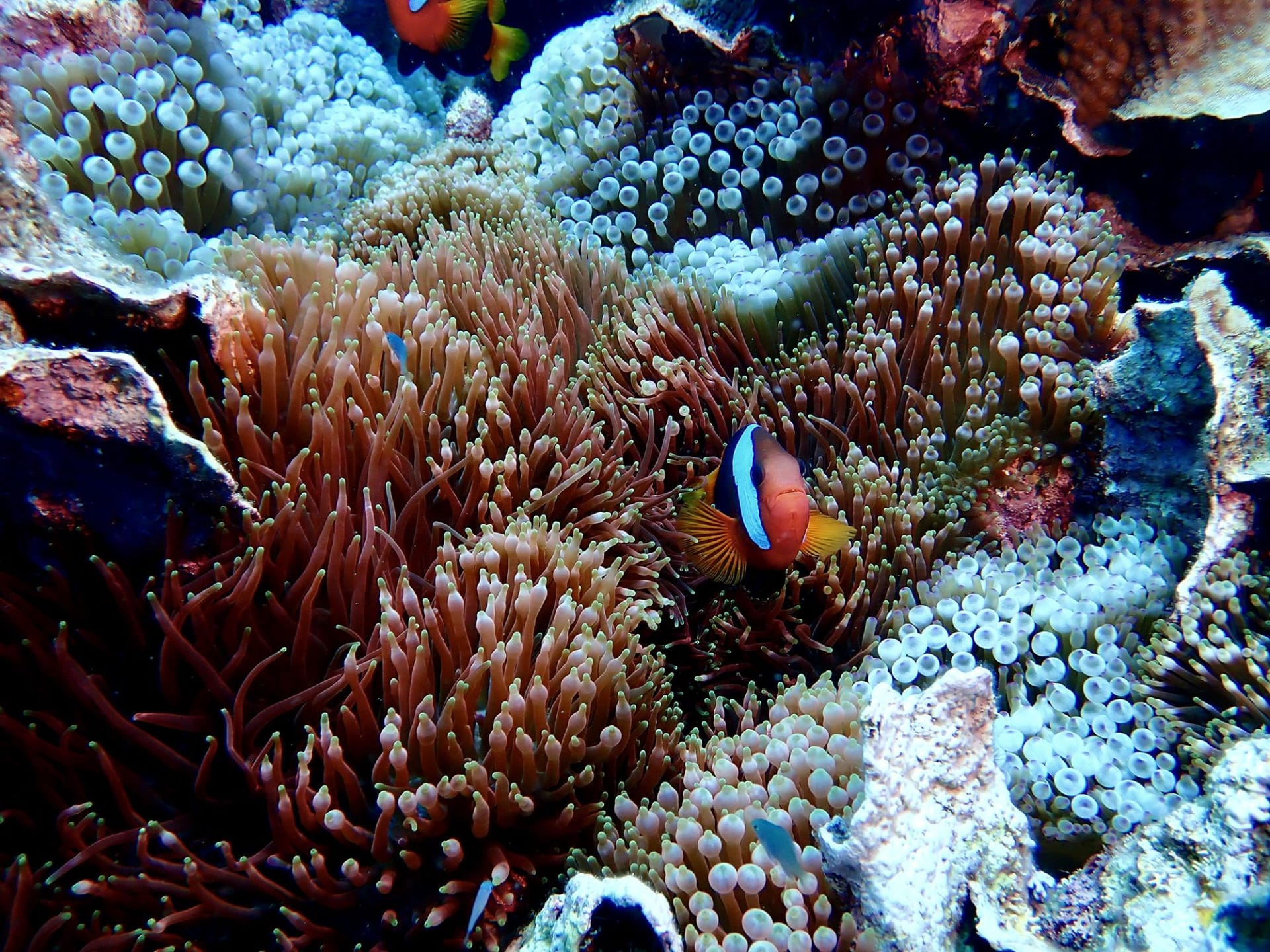 أم وابنتها تكتشفان أكبر مستعمرة مرجانية في العالم قبالة ساحل أستراليا