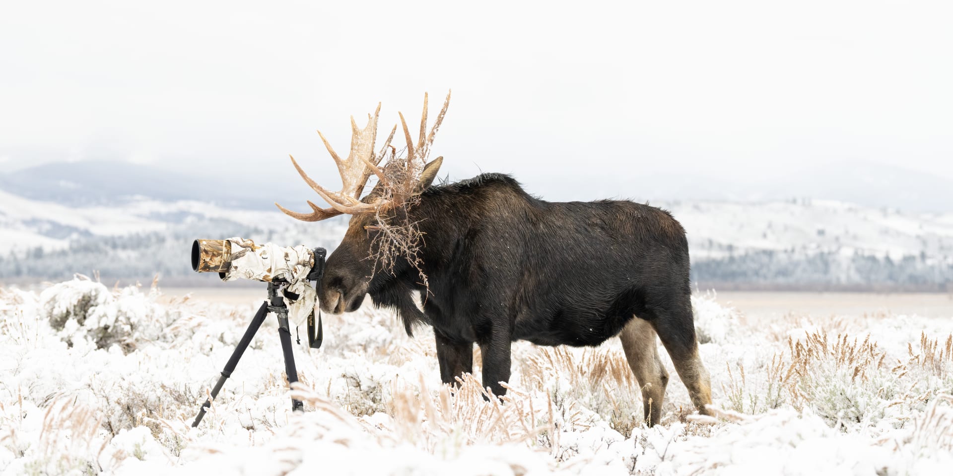 "انقلبت الأدوار".. أمريكية توثق حيوان موظ شقي أخذ مكان مصور خلف عدسة الكاميرا