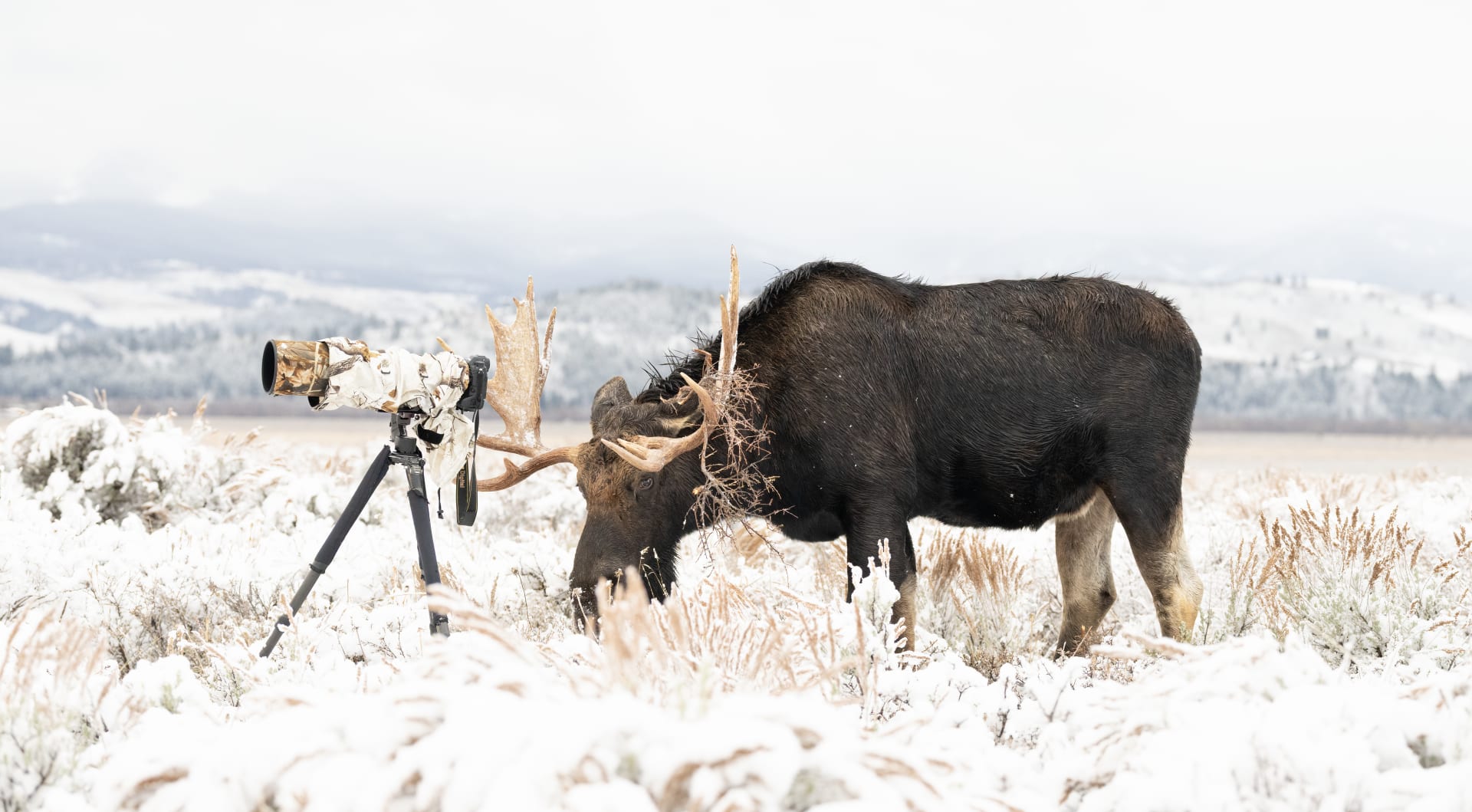 "انقلبت الأدوار".. أمريكية توثق حيوان موظ شقي أخذ مكان مصور خلف عدسة الكاميرا