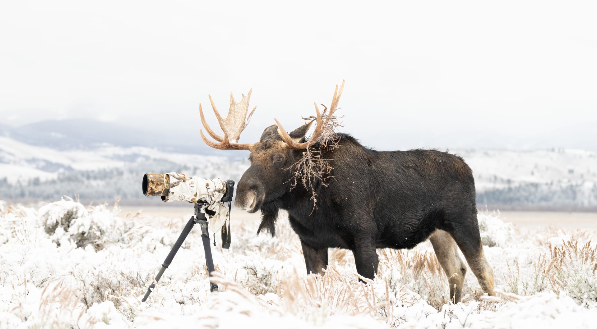 "انقلبت الأدوار".. أمريكية توثق حيوان موظ شقي أخذ مكان مصور خلف عدسة الكاميرا