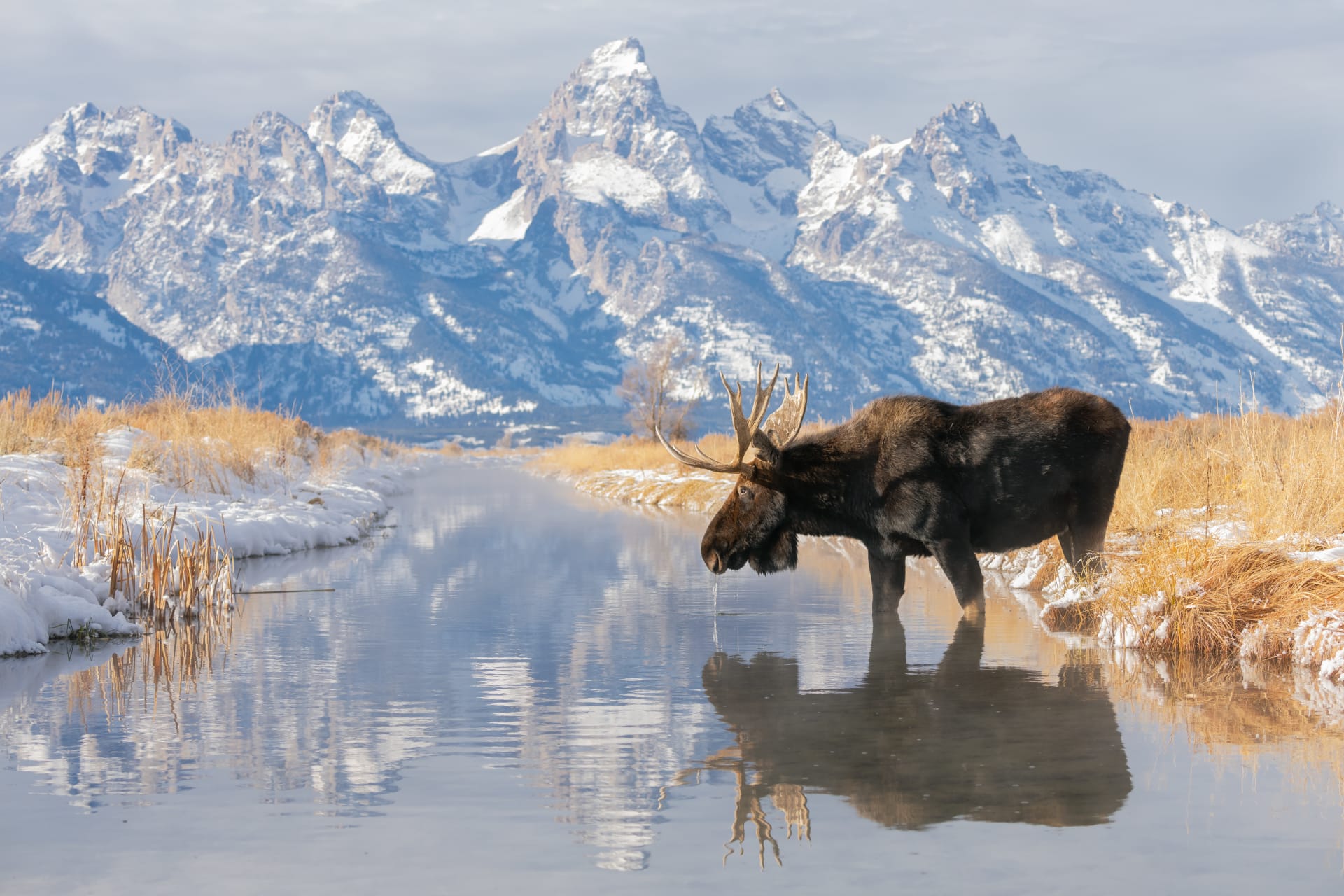 "انقلبت الأدوار".. أمريكية توثق حيوان موظ شقي أخذ مكان مصور خلف عدسة الكاميرا