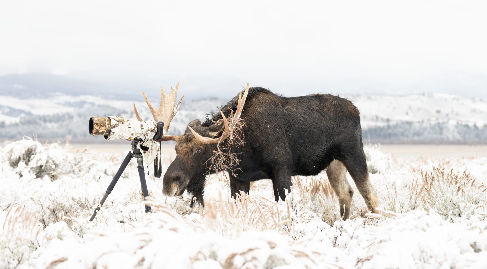 "انقلبت الأدوار".. أمريكية توثق حيوان موظ شقي أخذ مكان مصور خلف عدسة الكاميرا