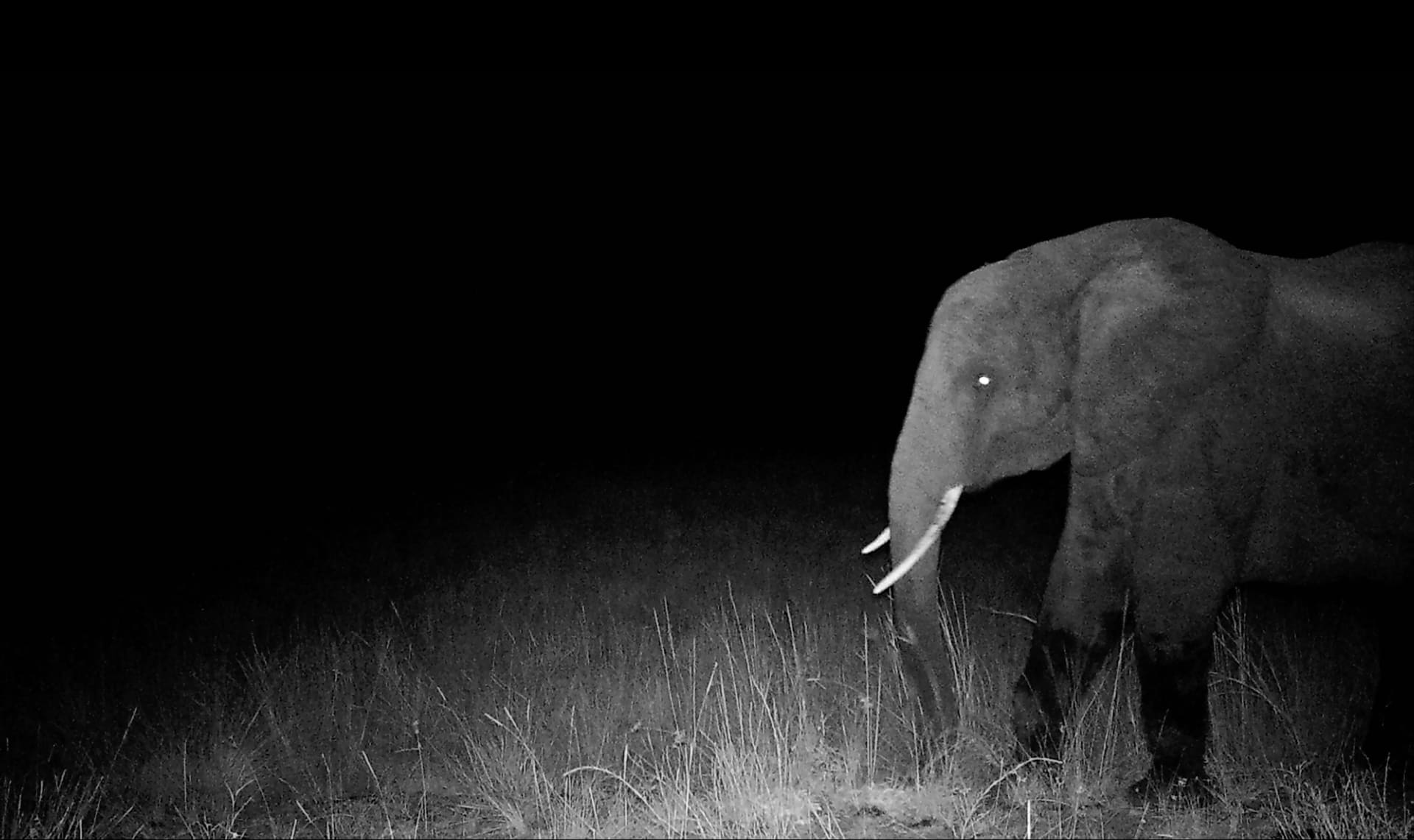 ghostelephants-36-courtesy-of-the-wilderness-project-archive.jpg