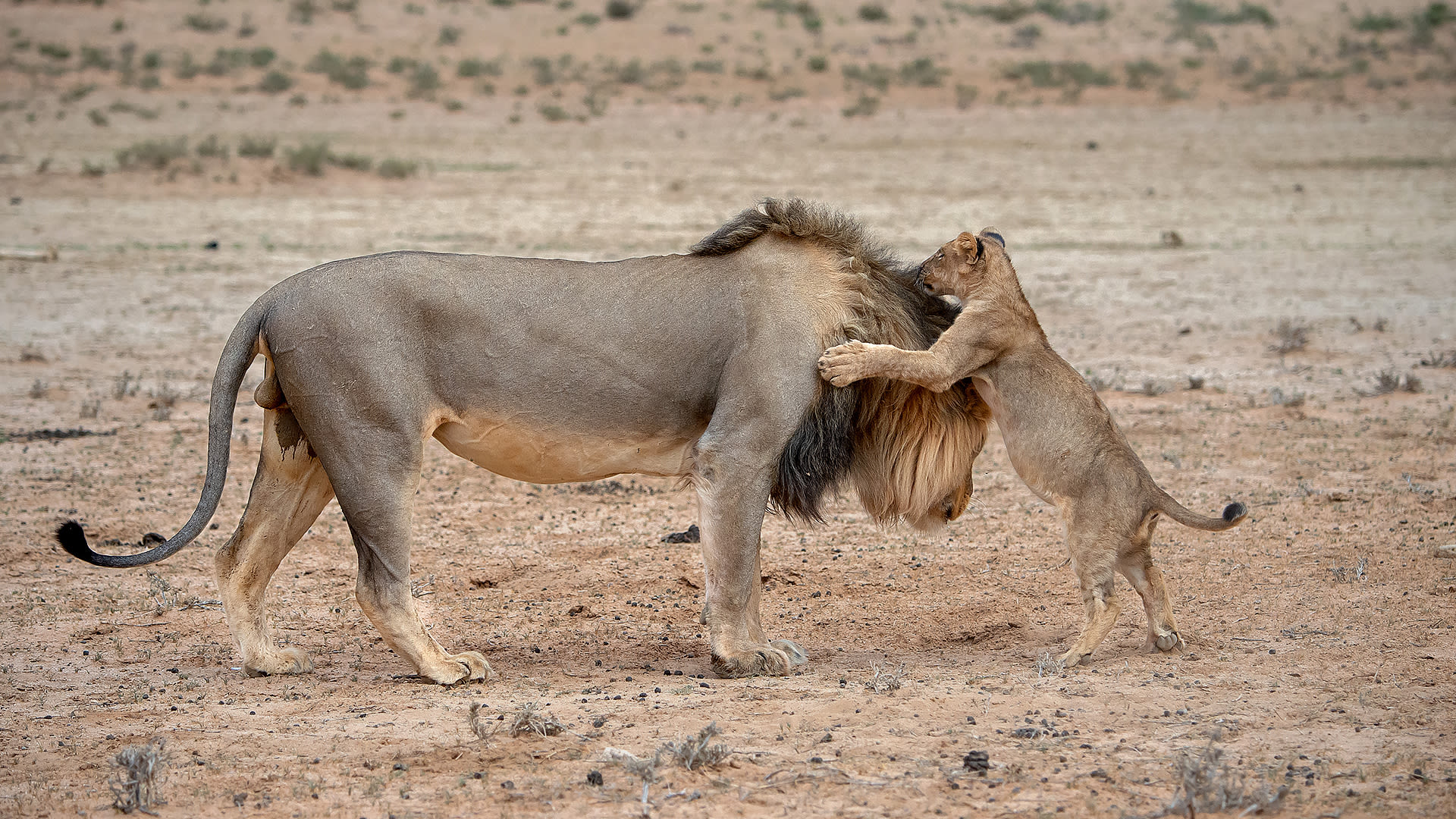 استلقى على ظهره مثل البشر.. مصور يوثق شبل أسد ظريف يشعر بالتخمة بعد وجبة دسمة