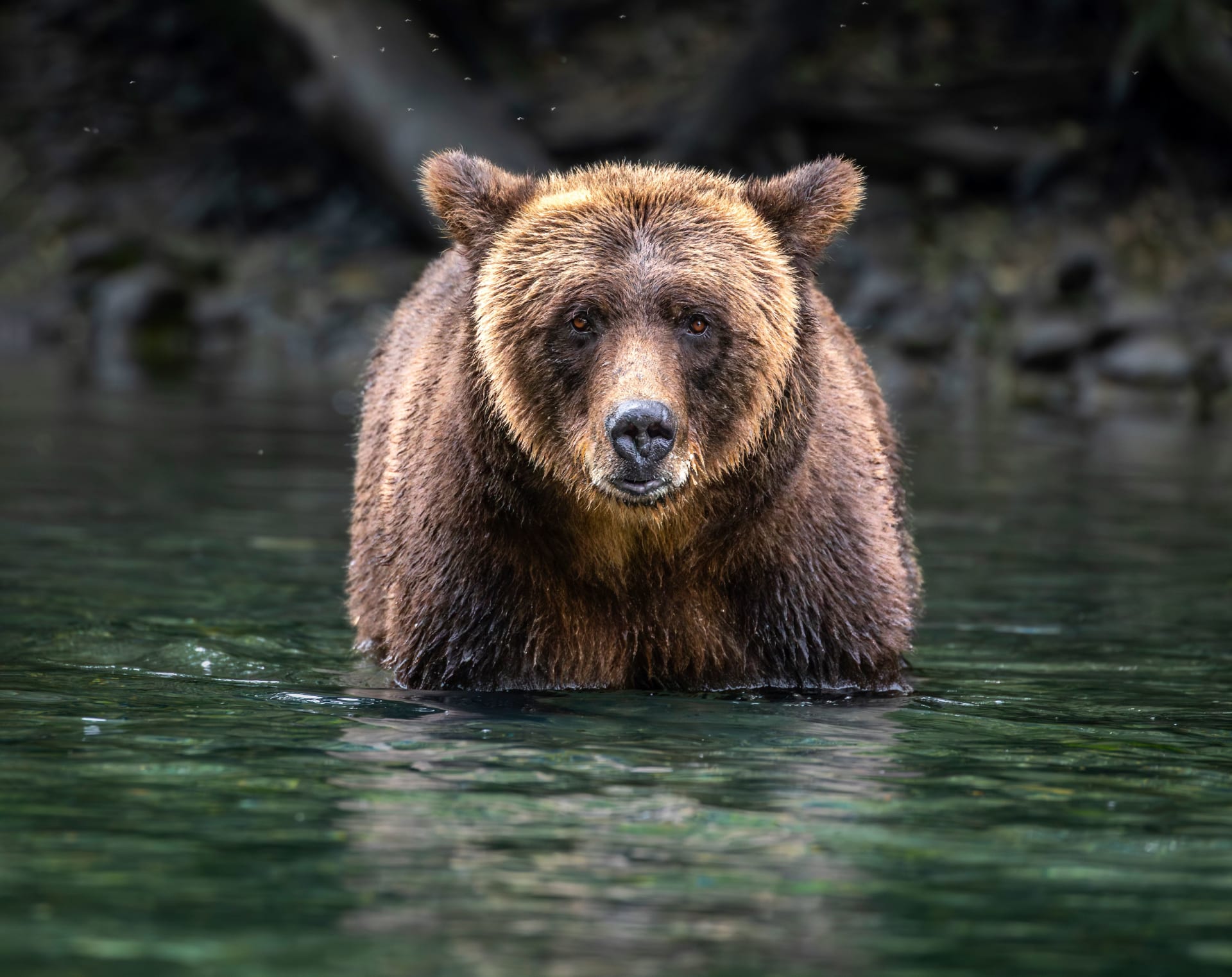 بريطاني يرصد العالم الخفي لدببة الروح في صور نادرة