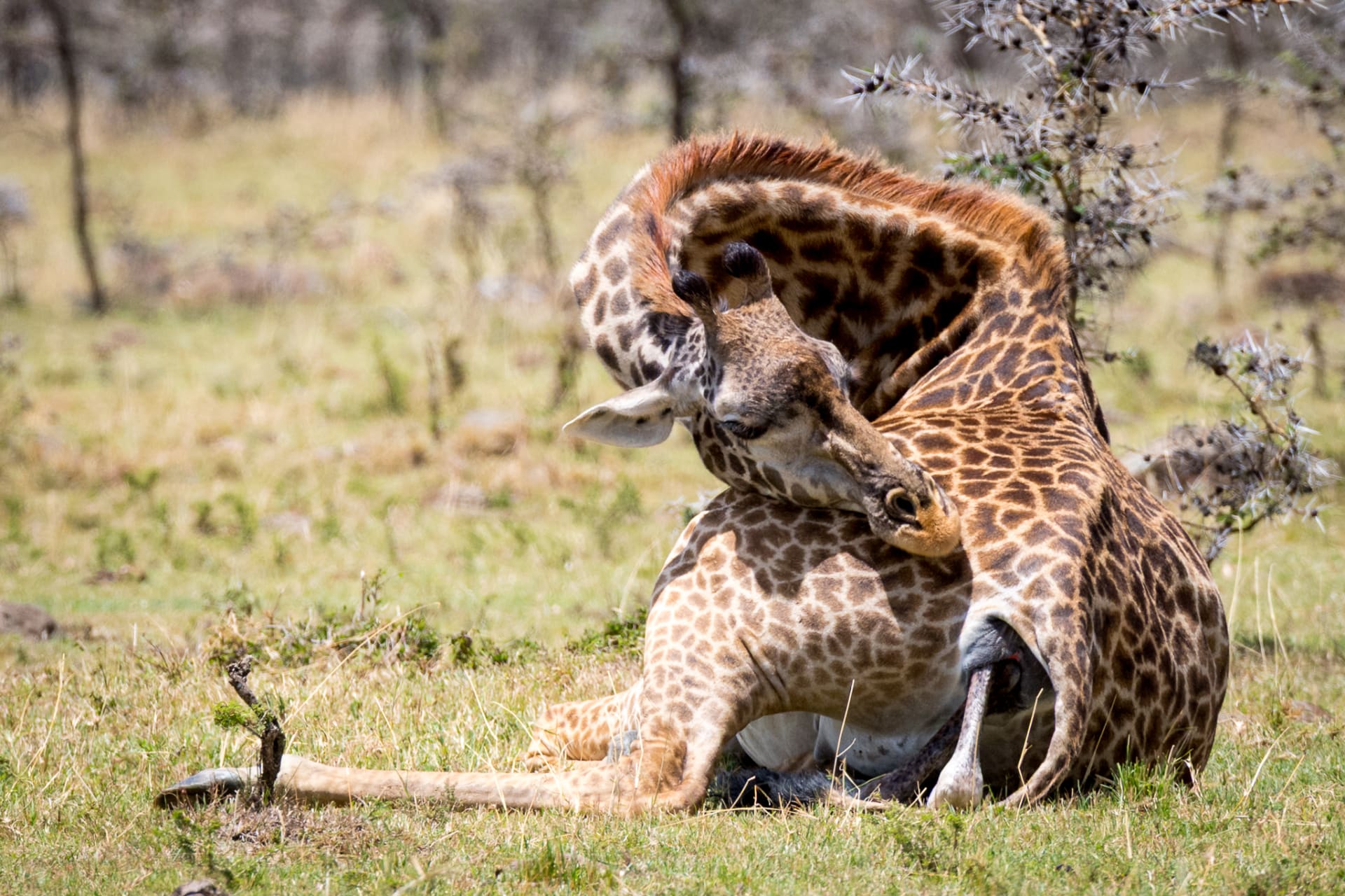 ولادة زرافة