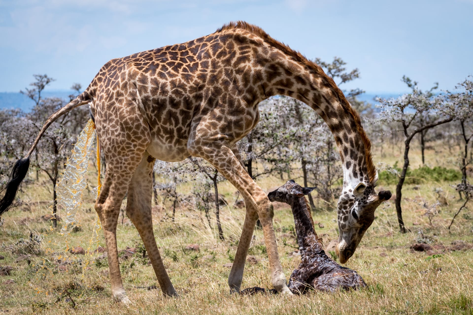 ولادة زرافة