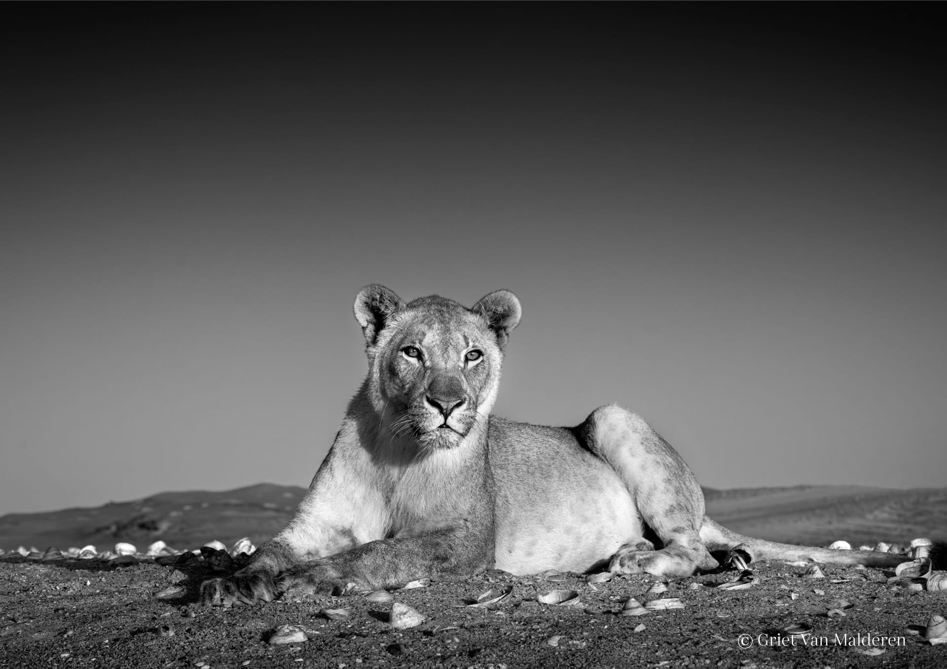 مصورة توثق أسودًا علمت نفسها كيفية العيش في البحر من أجل للبقاء