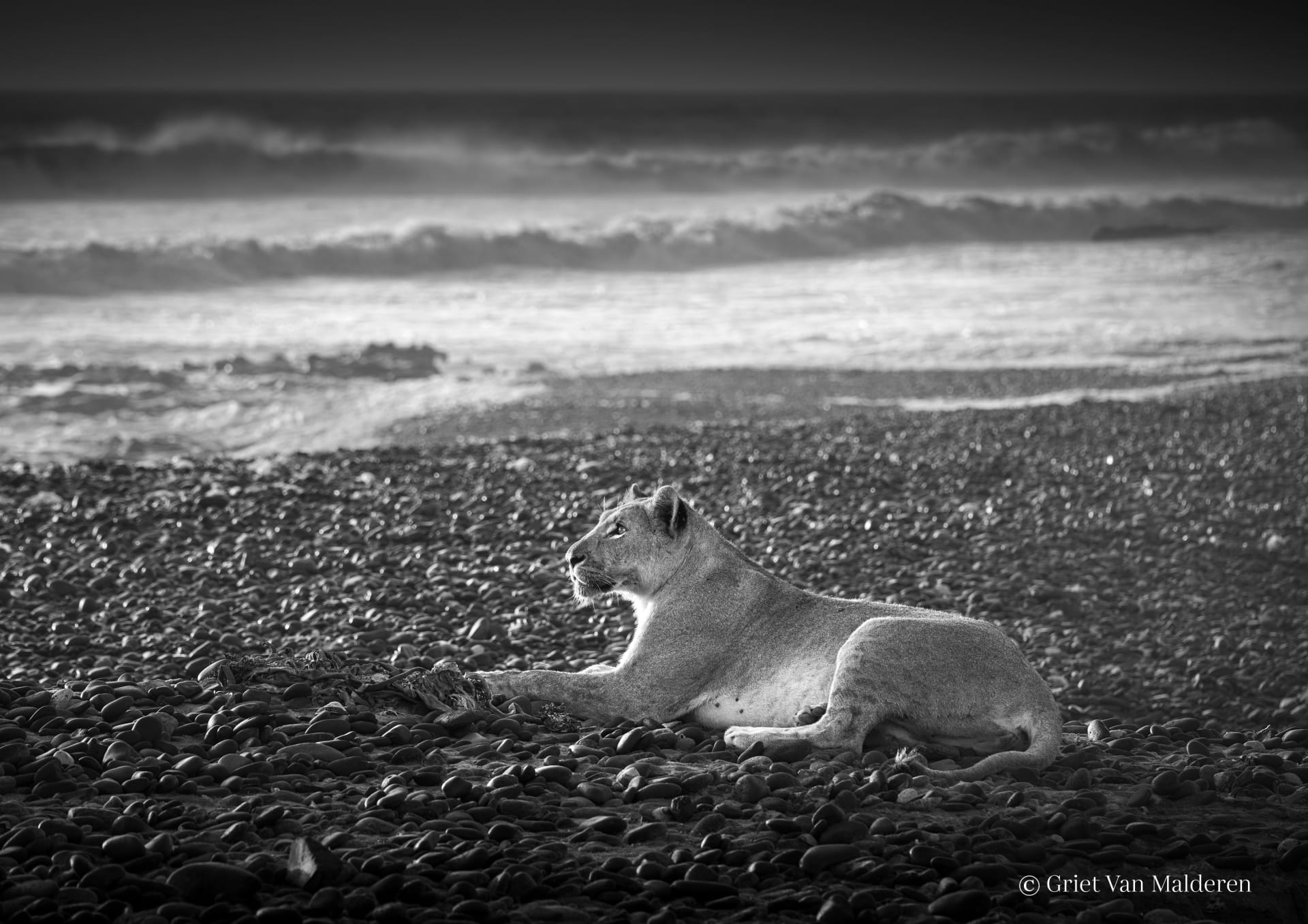 مصورة توثق أسودًا علمت نفسها كيفية العيش في البحر من أجل للبقاء