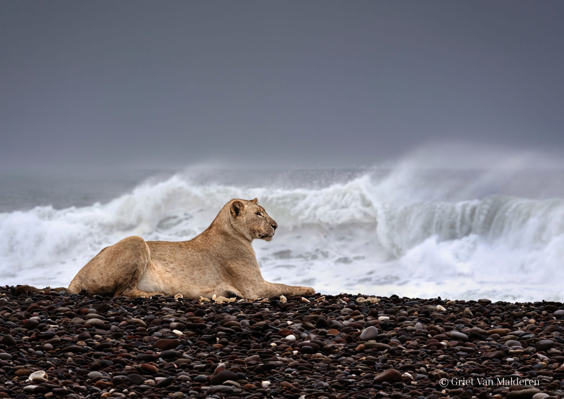 مصورة توثق أسودًا علمت نفسها كيفية العيش في البحر من أجل للبقاء