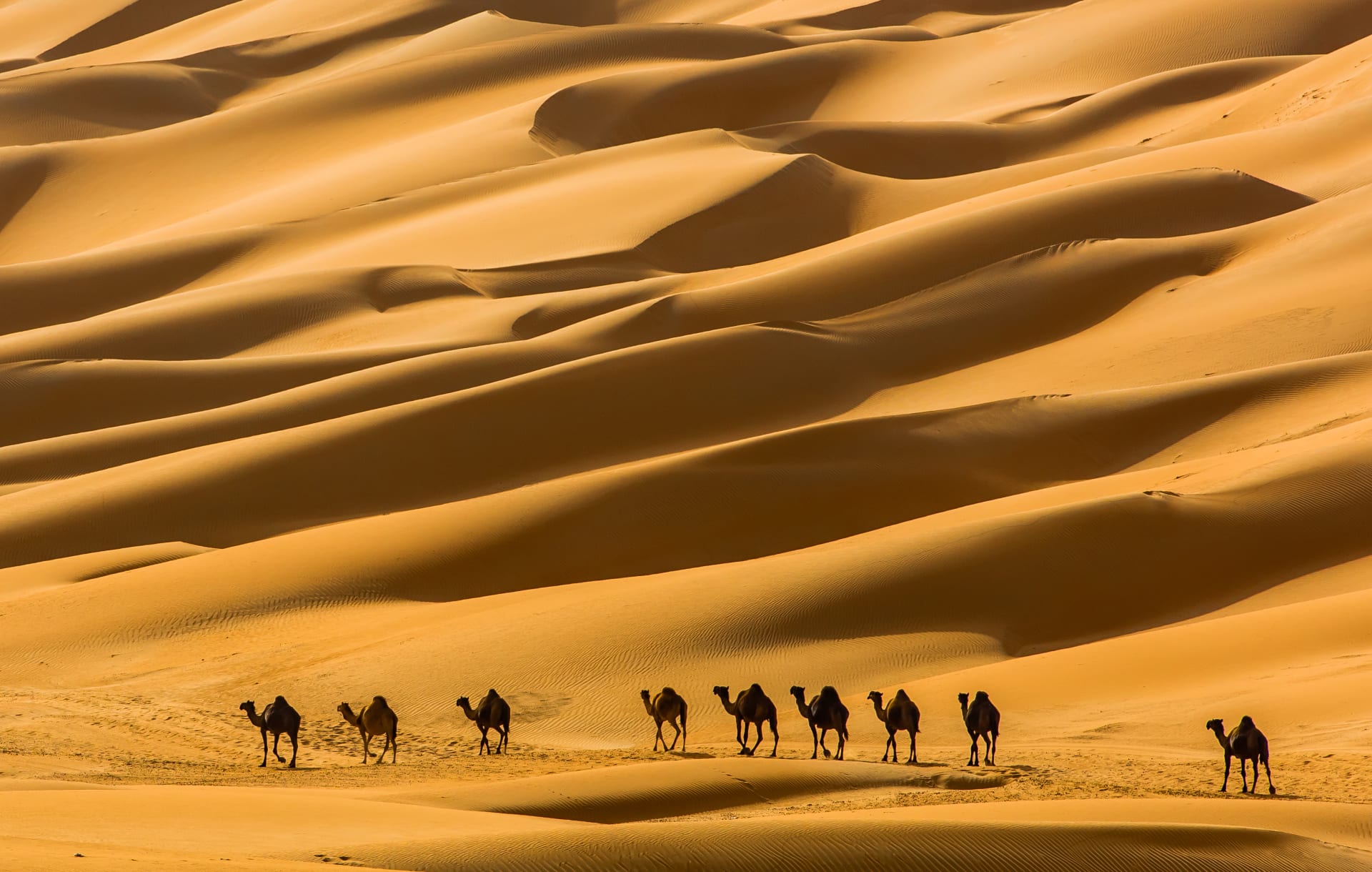 مصور عراقي يحول رمال الصحراء في ليوا بأبوظبي إلى لوحات فنية