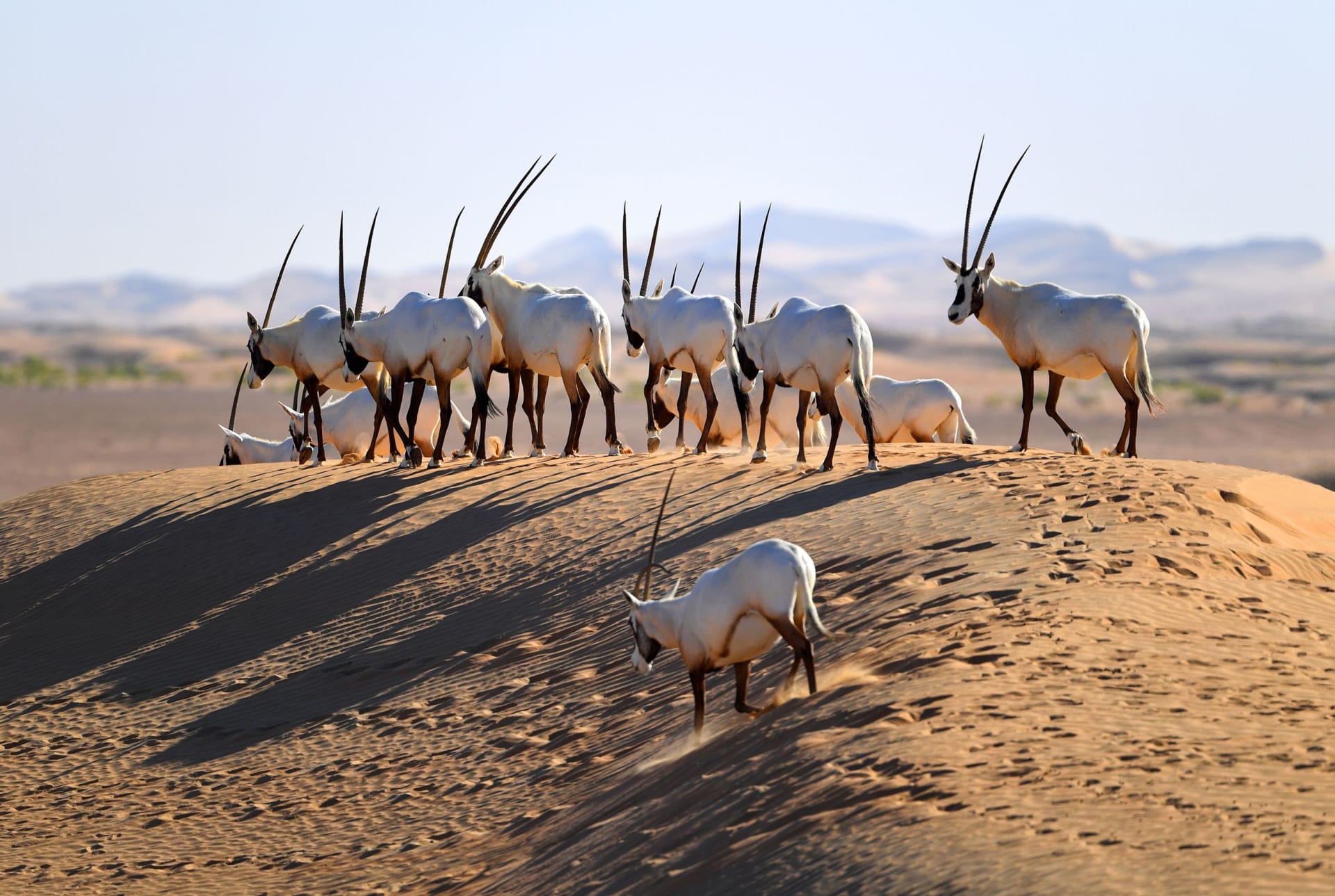 المها العربي